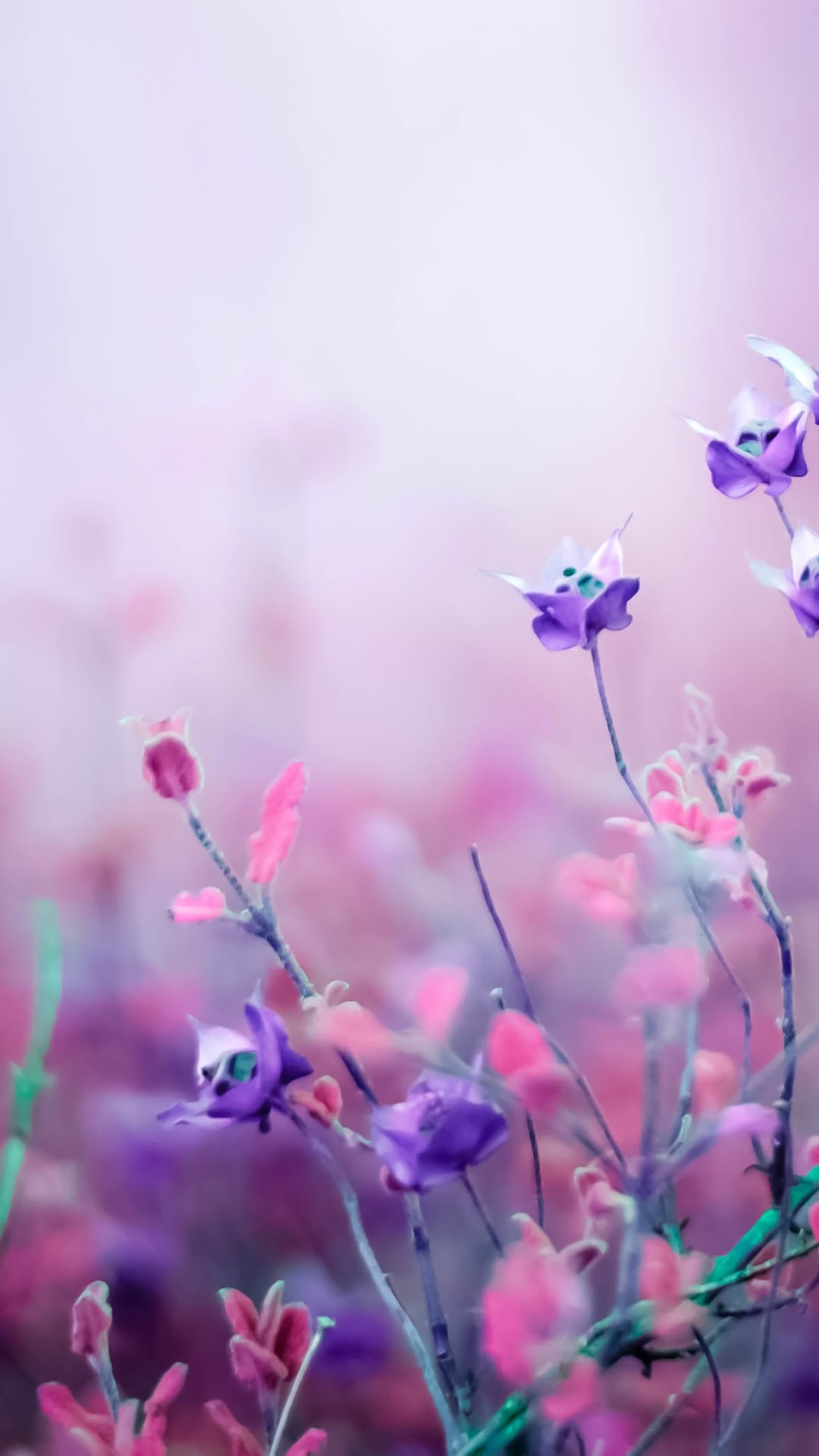 Purple Flower HD Gallery HD Wallpaper