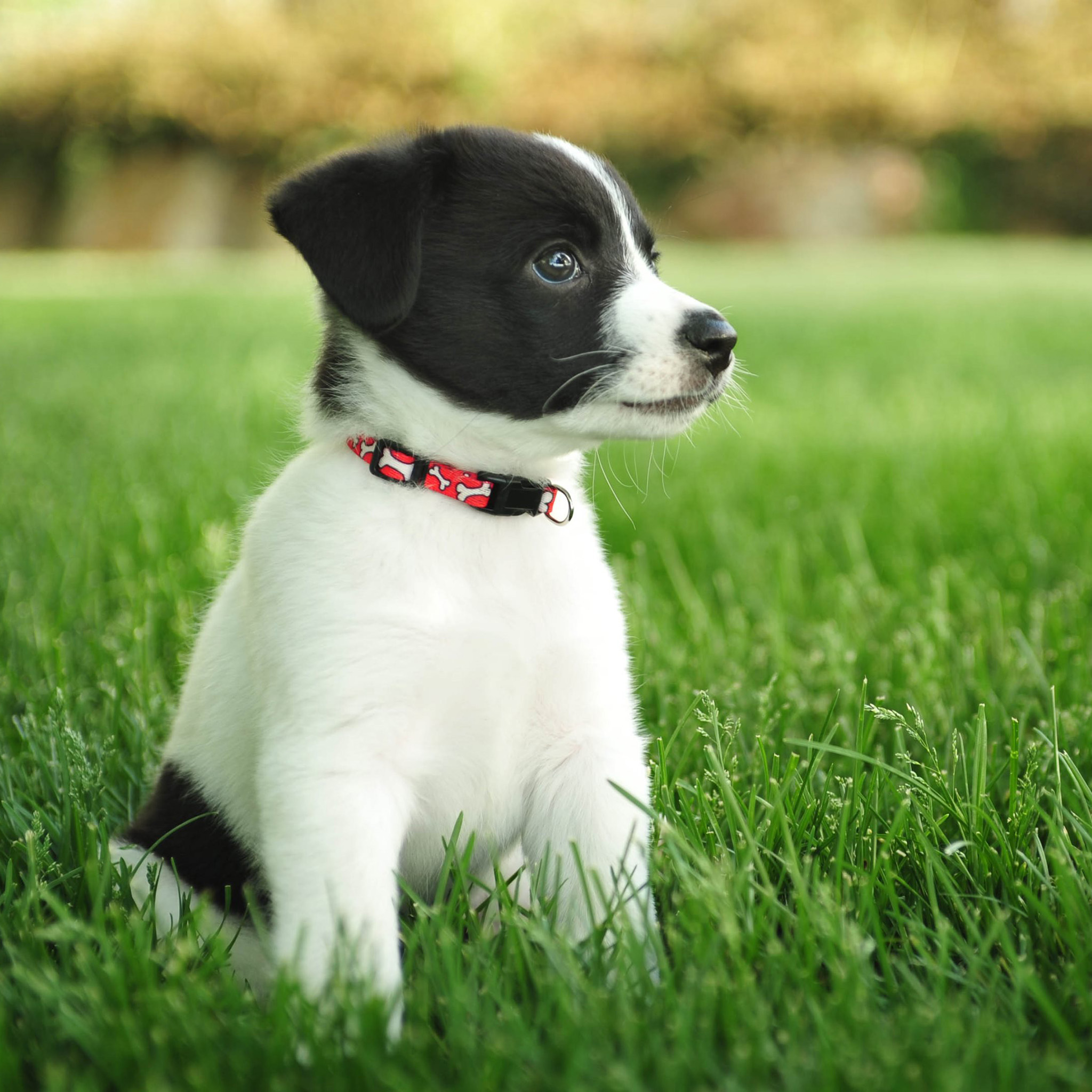 4K Cute Dog Wallpaper