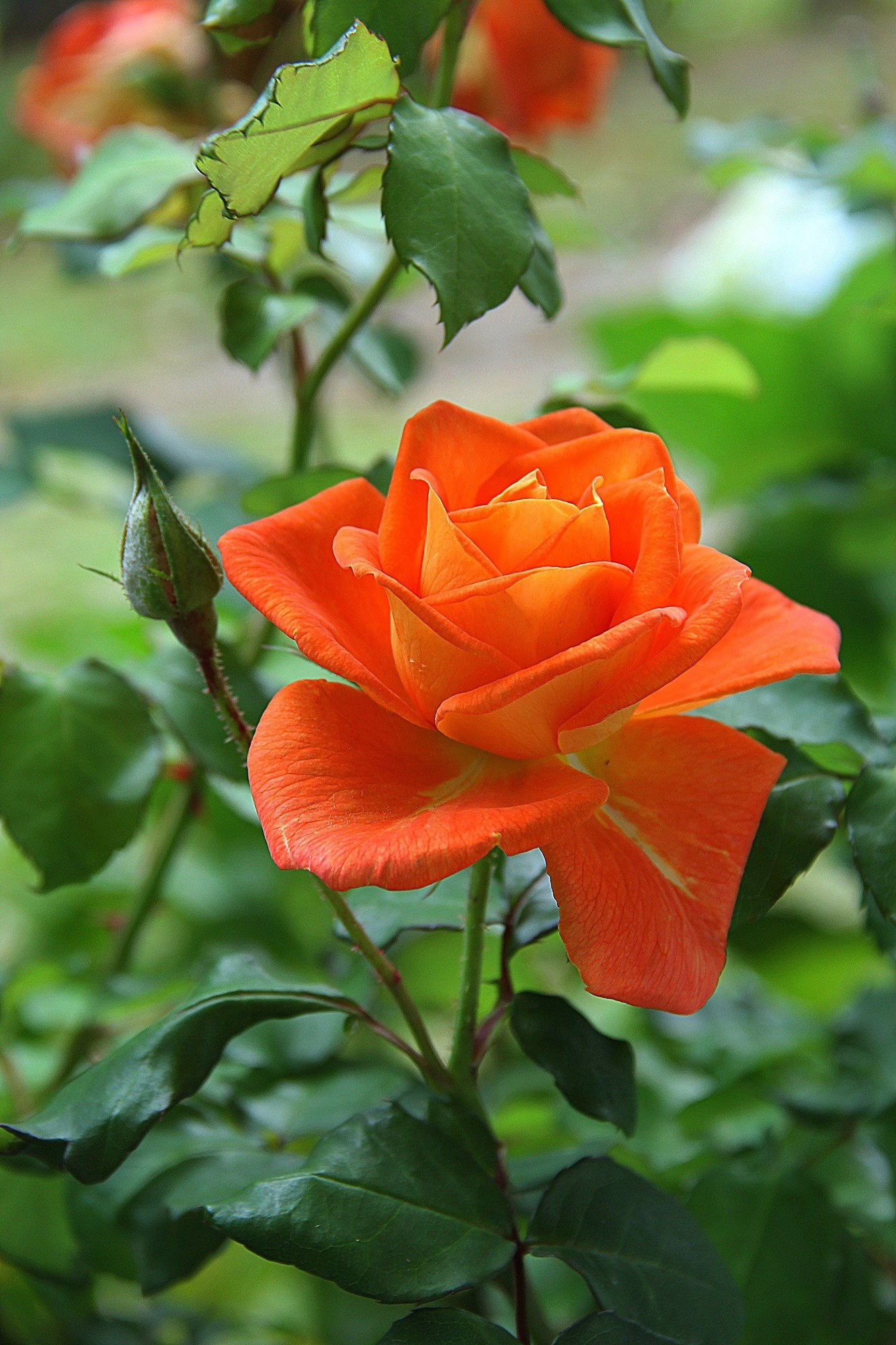Wallpaper / rose orange flower blossom plant nature 4k wallpaper free download