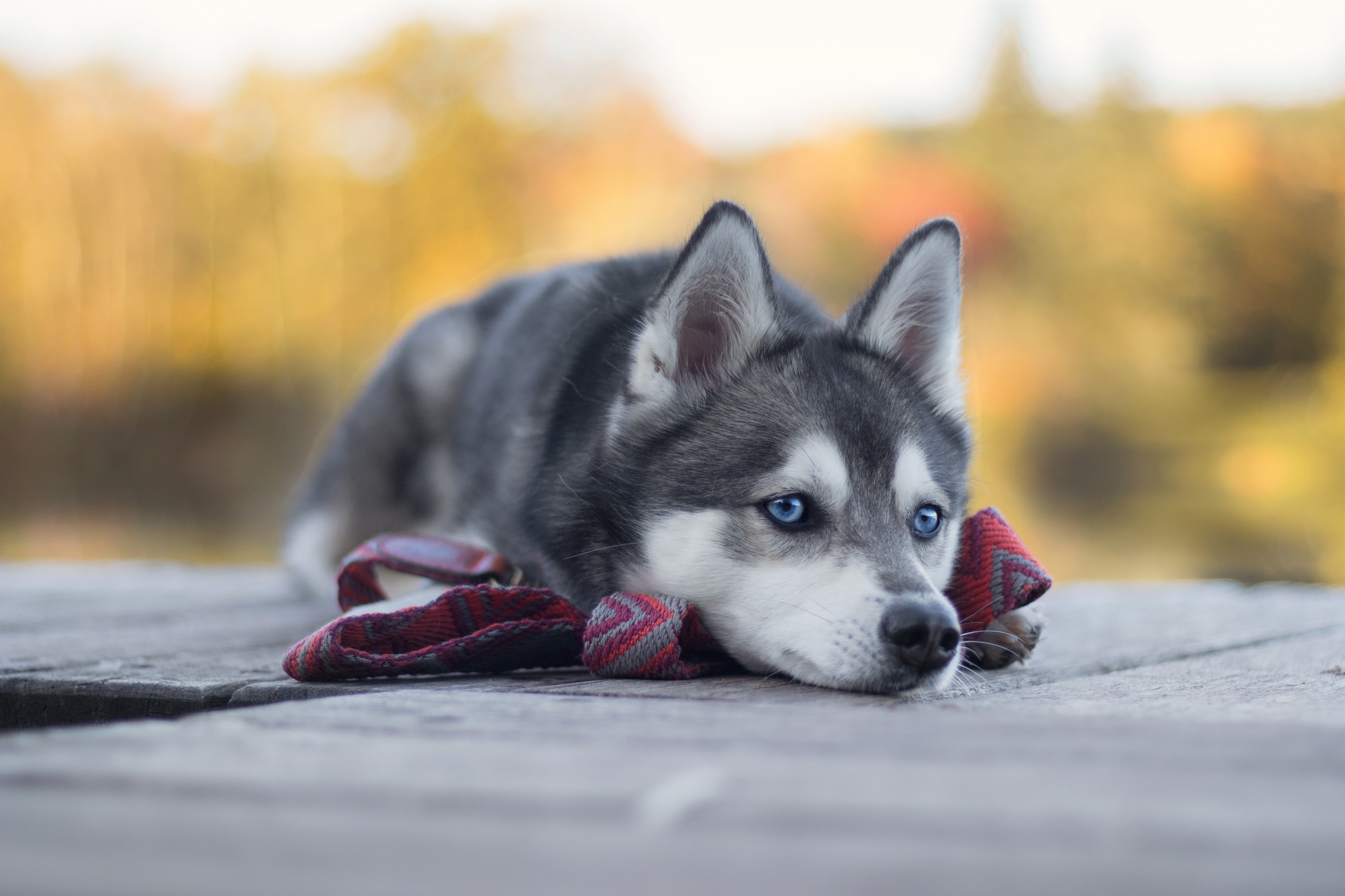 Husky, cute animals, 4K, dog Gallery HD Wallpaper