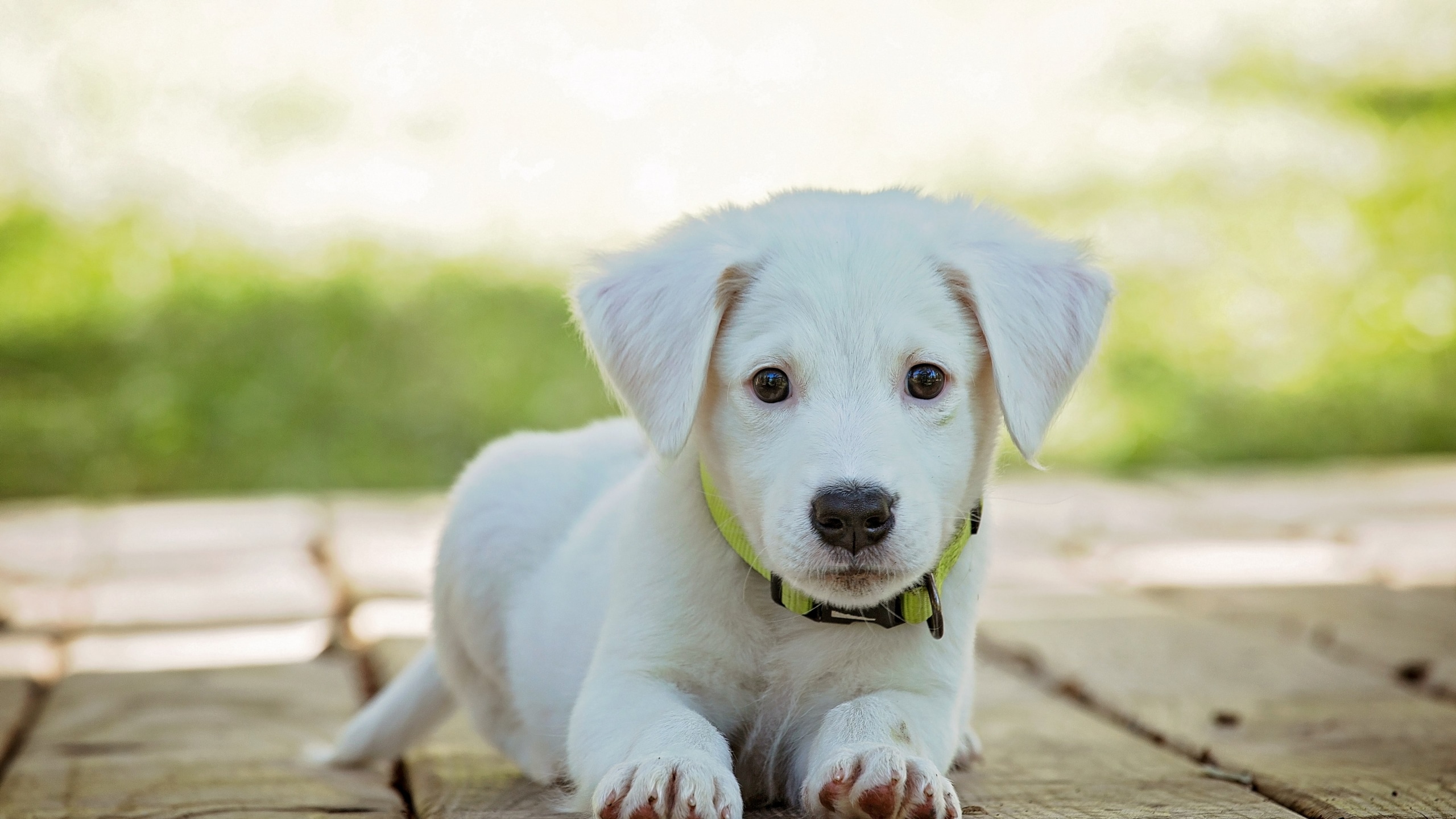 Wallpaper / puppy dog pet animal cute white adorable canine 4k wallpaper free download