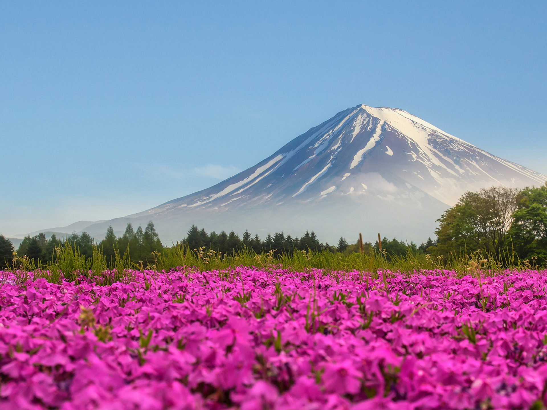 Mountain Fuji Japan Shibasakura Pink Color Flower 4k Ultra HD Desktop Wallpaper For Computers Laptop Tablet And Mobile Phones, Wallpaper13.com