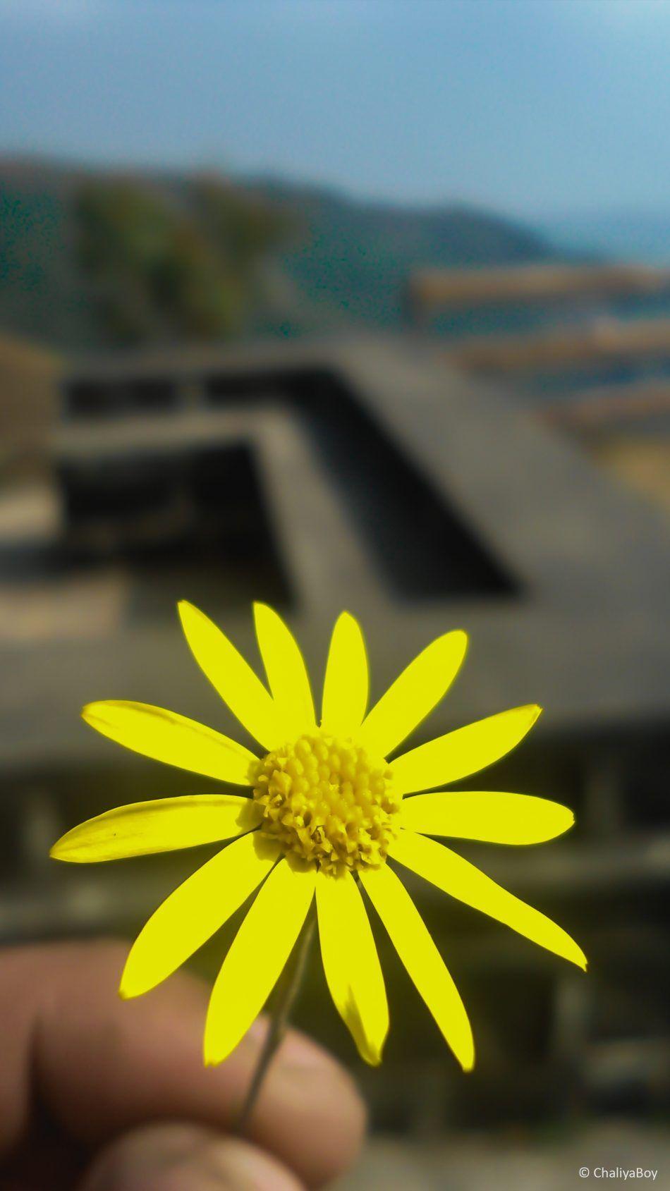 Yellow Flower Phone Wallpaper