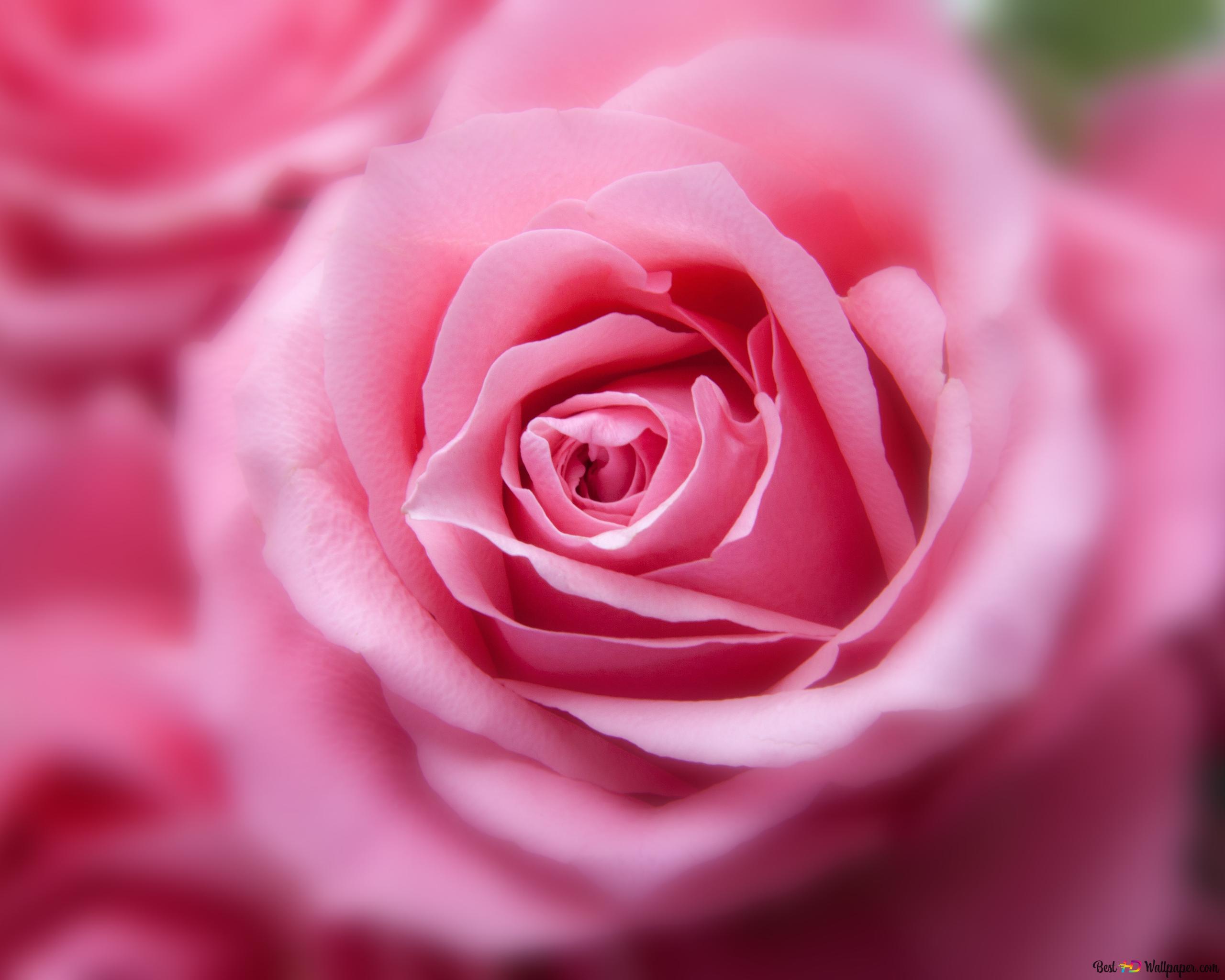 Pink roses close up 4K wallpaper download