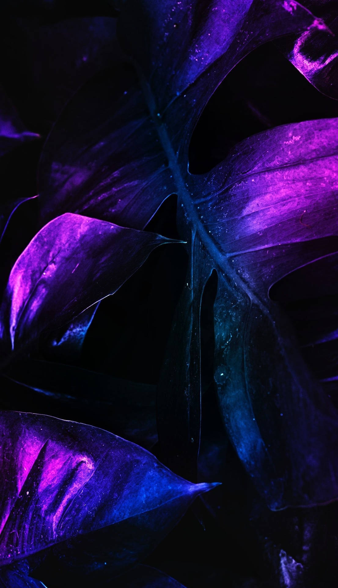 Download Majestic and electric, the neon purple 4k wallpaper will add an extra spark of brilliance to your screens. Wallpaper