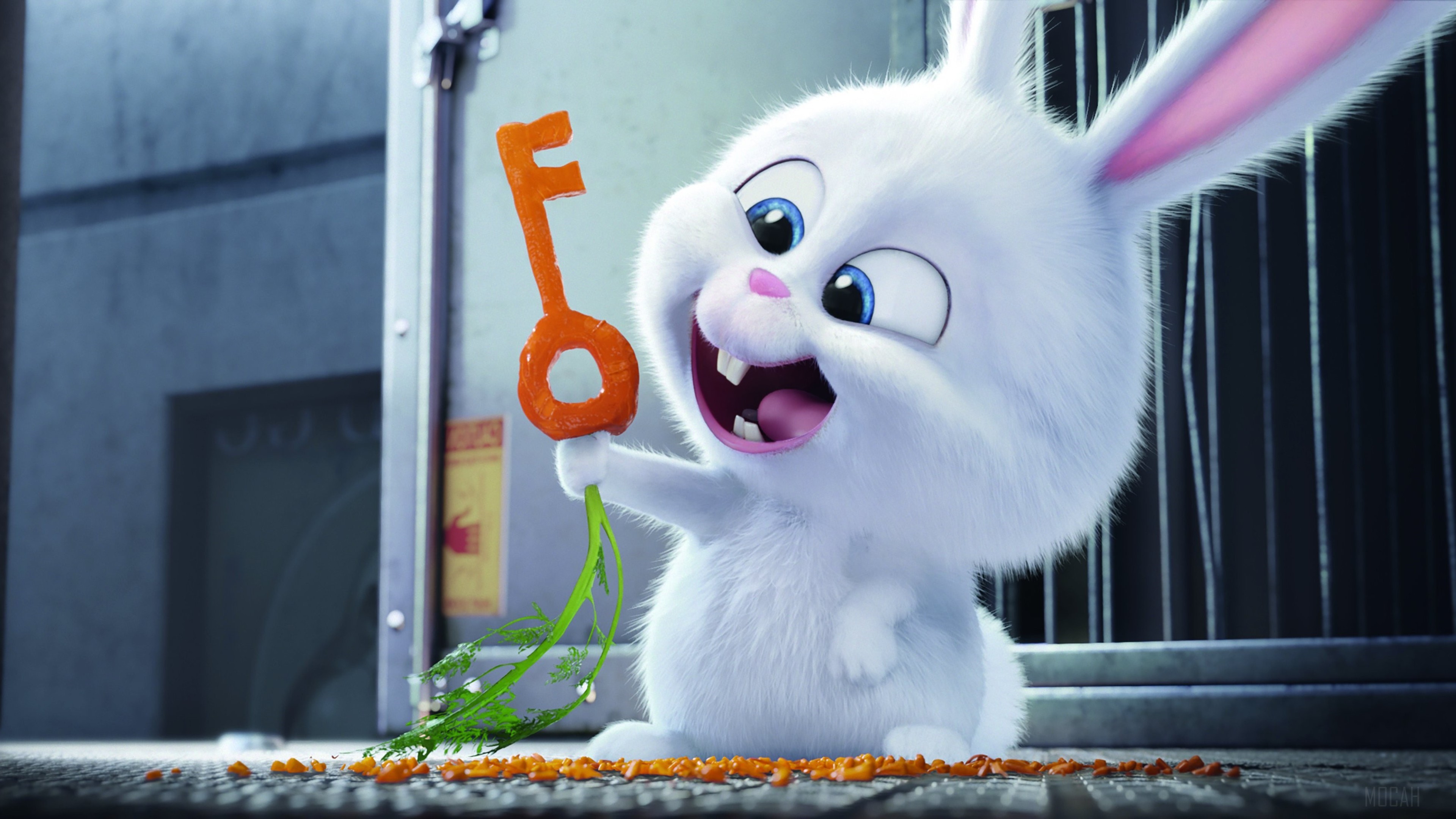 The Secrete Life of Pets Bunny 4k Gallery HD Wallpaper