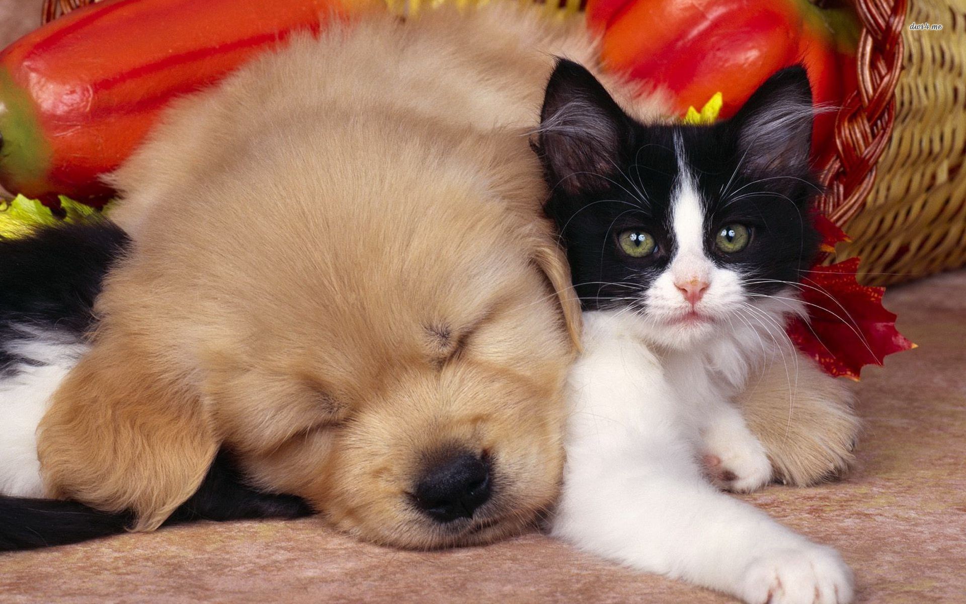 Cats And Dogs Wallpaper