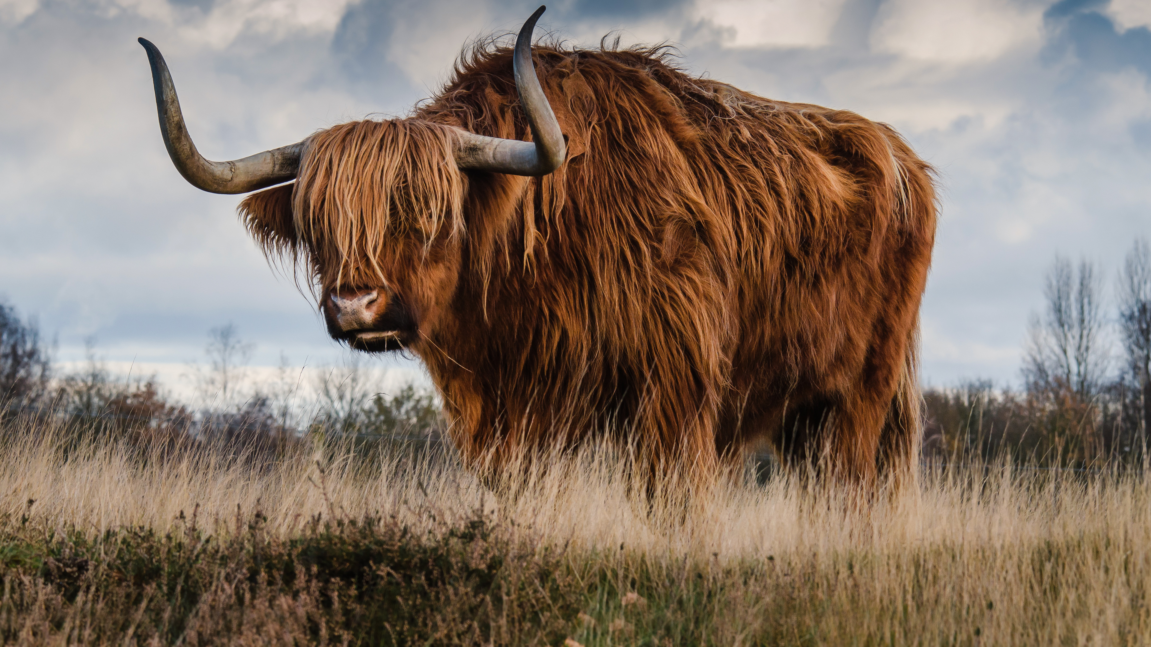Bull 4K Wallpaper x 2160 pxK