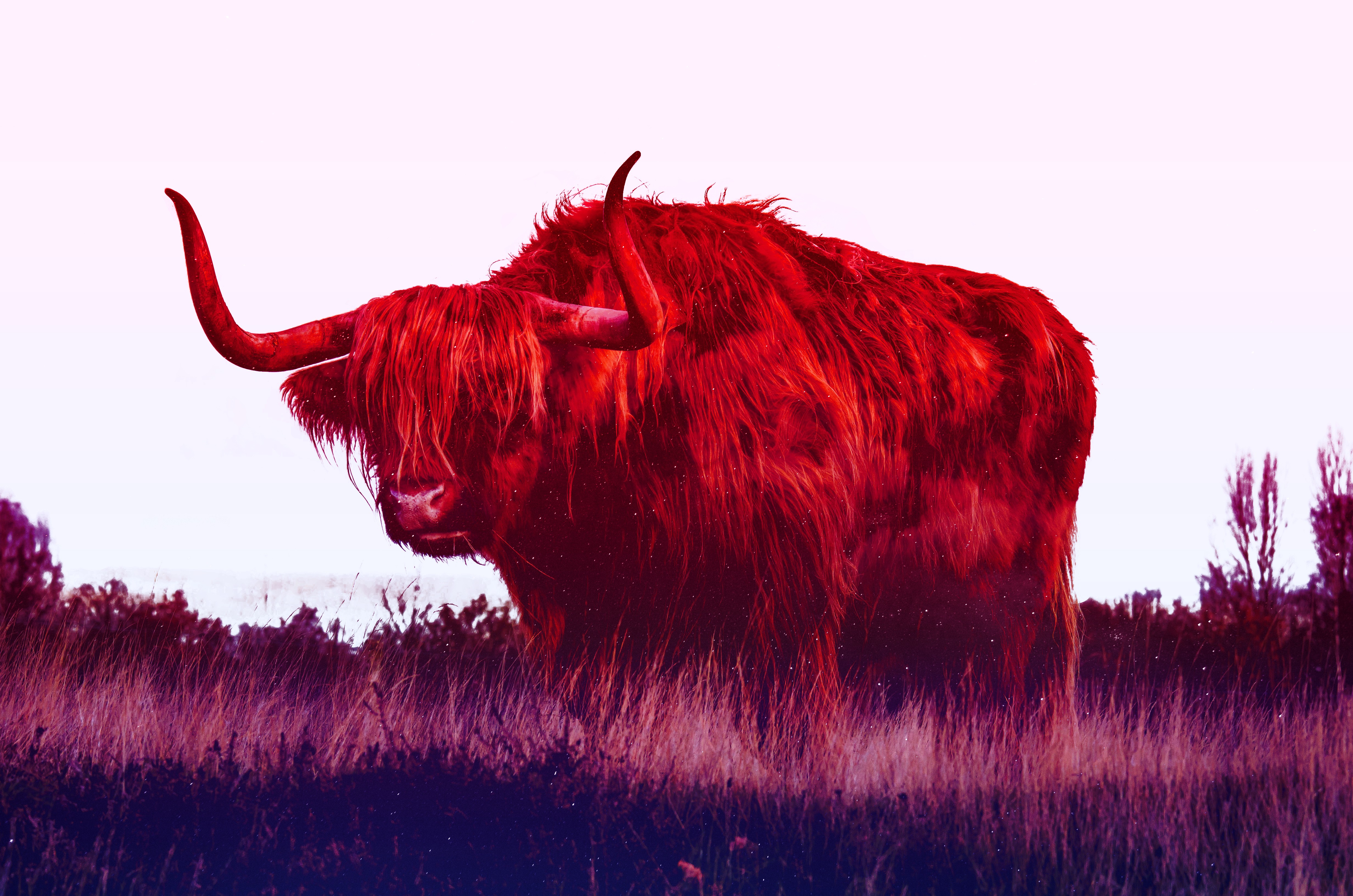 Bull HD Wallpaper and Background