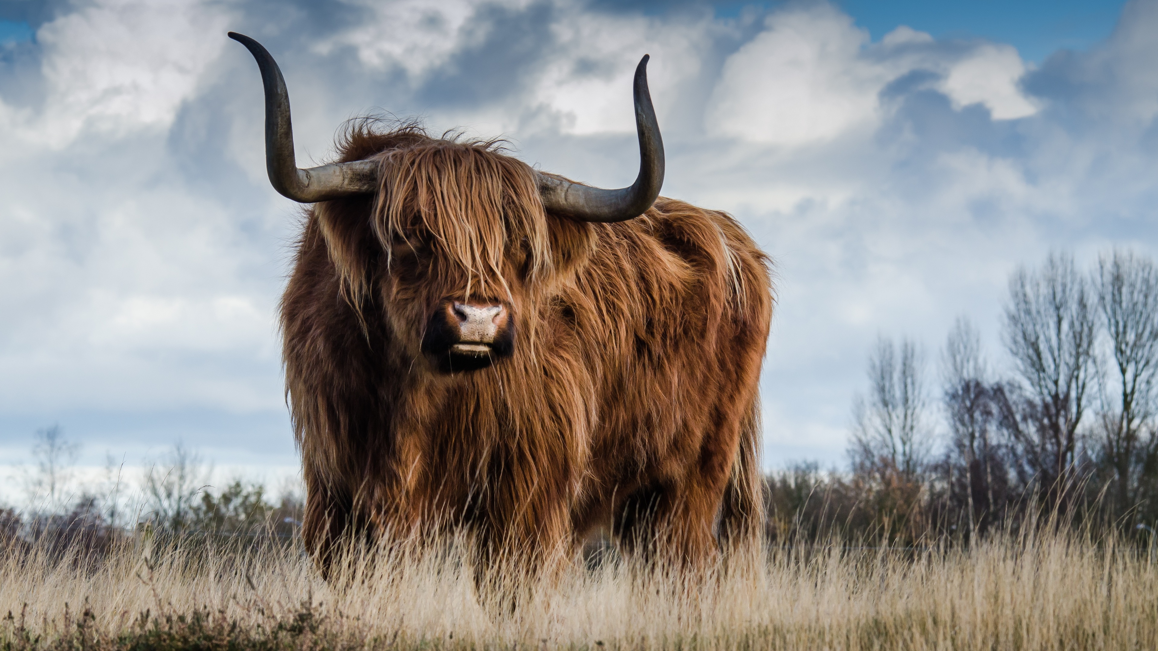 Wallpaper 4k Bull 4k Wallpaper