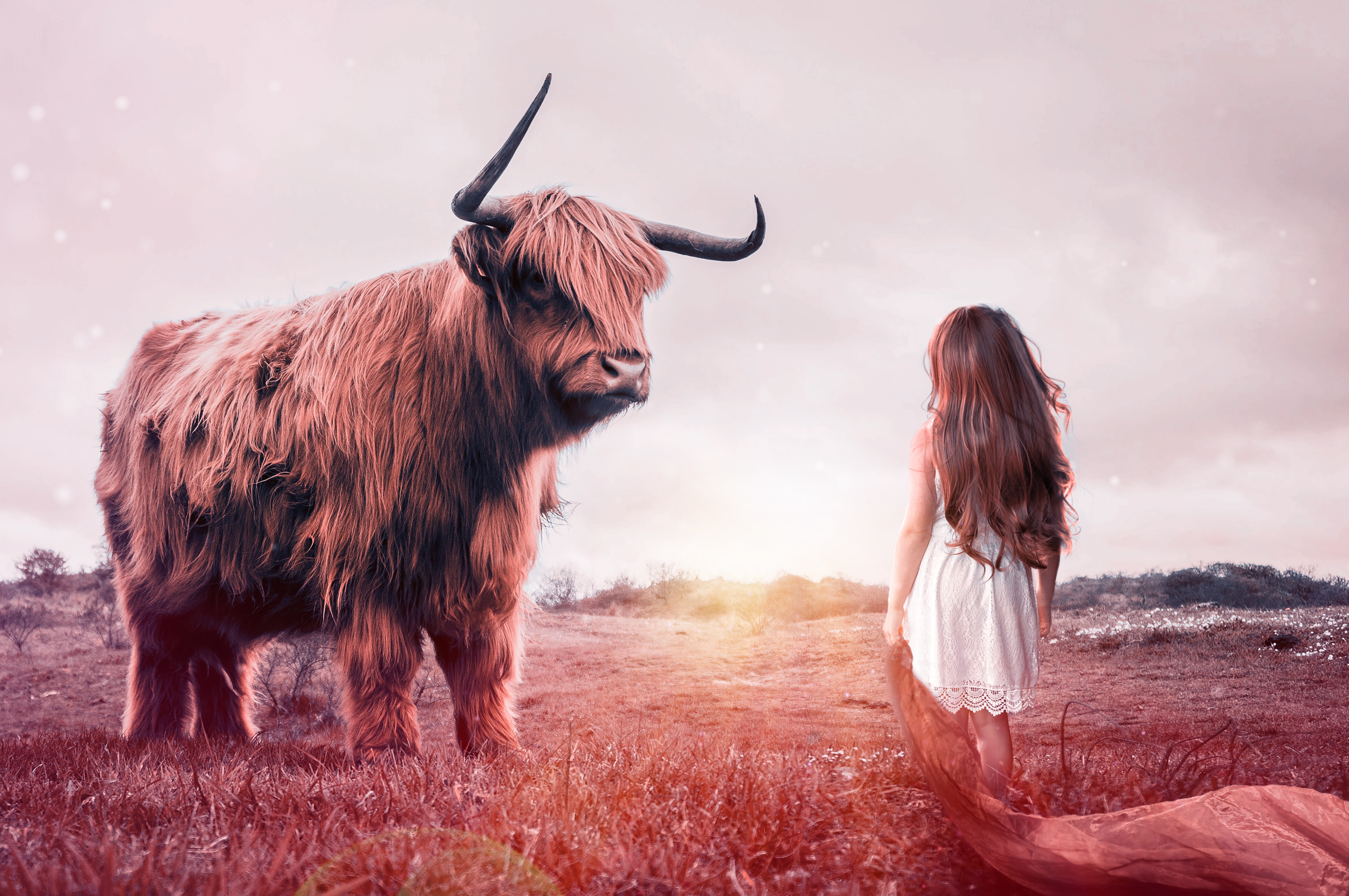 bull 1080P, 2k, 4k Full HD Wallpaper, Background Free Download