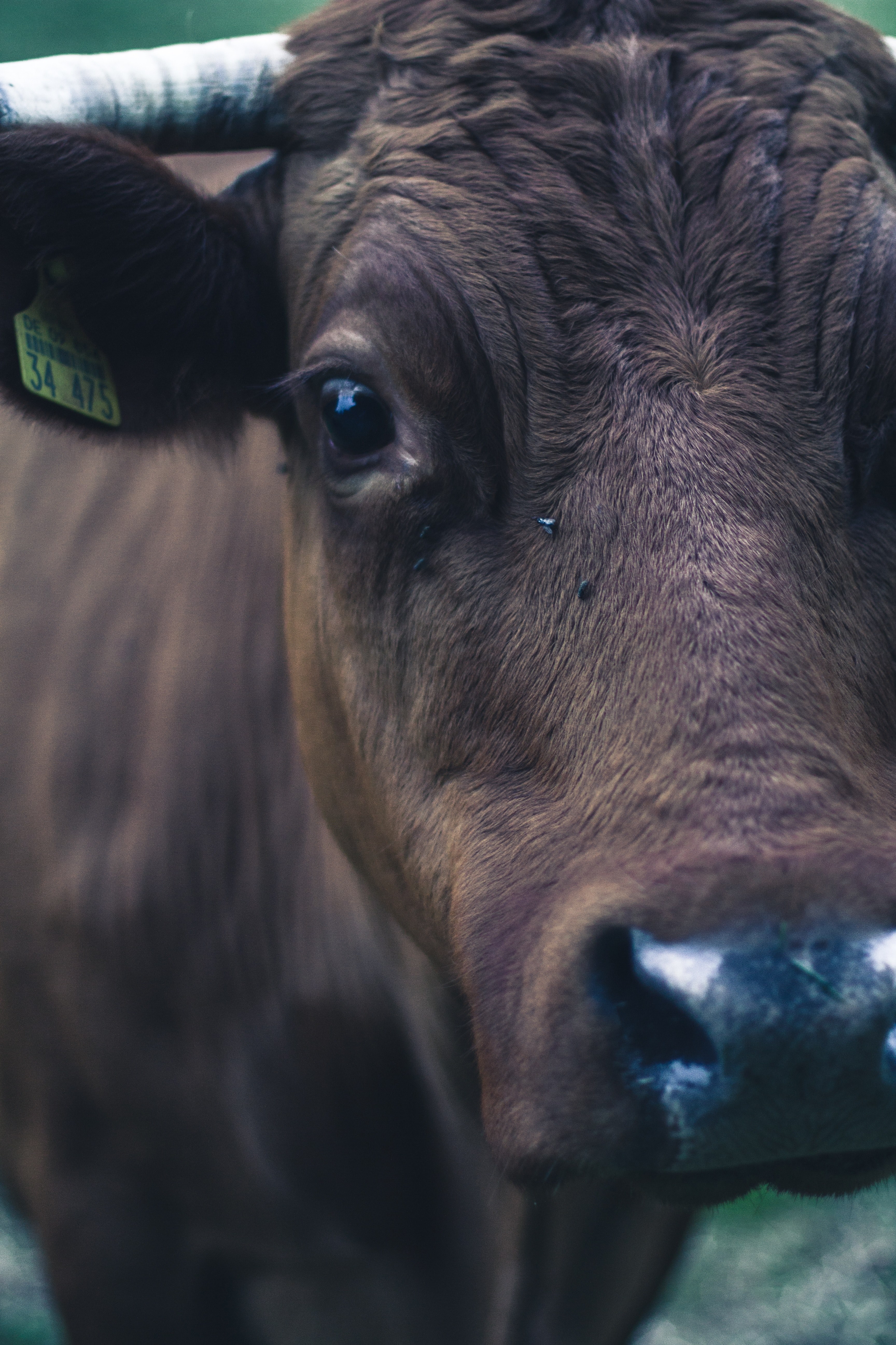 Wallpaper / cow eye animal and bull HD 4k wallpaper free download