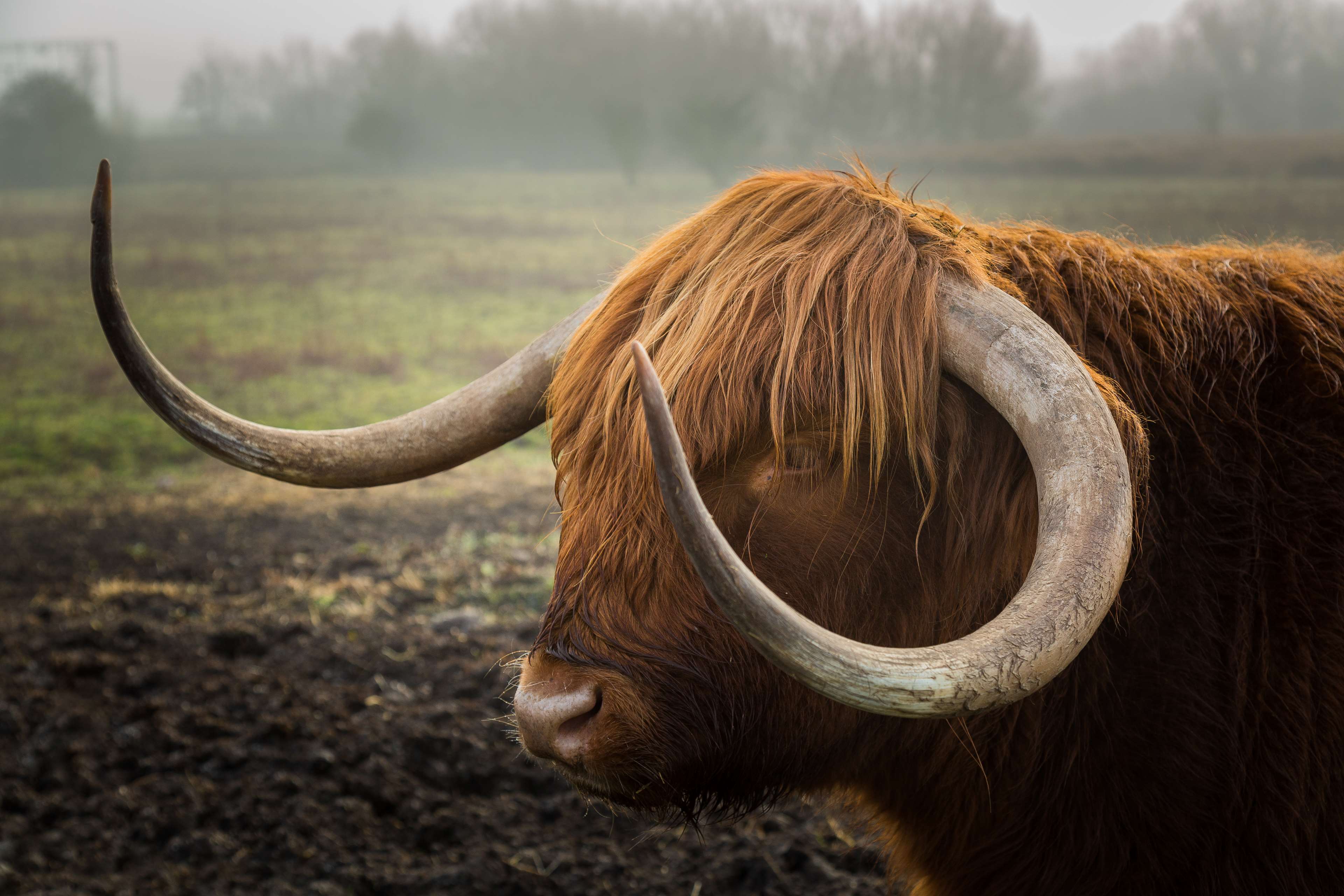 bull, horns 4k Gallery HD Wallpaper