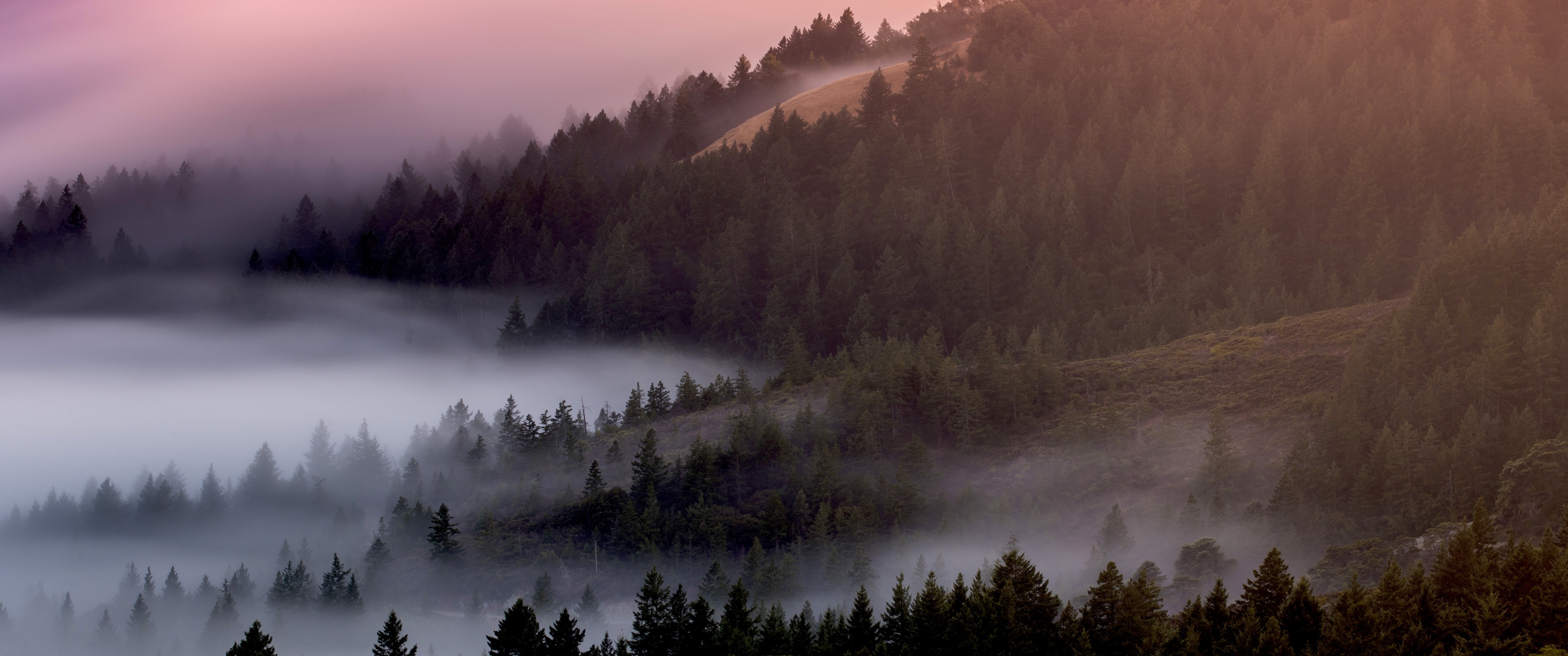Forest Wallpaper 4K, Foggy, Mist, Pine trees