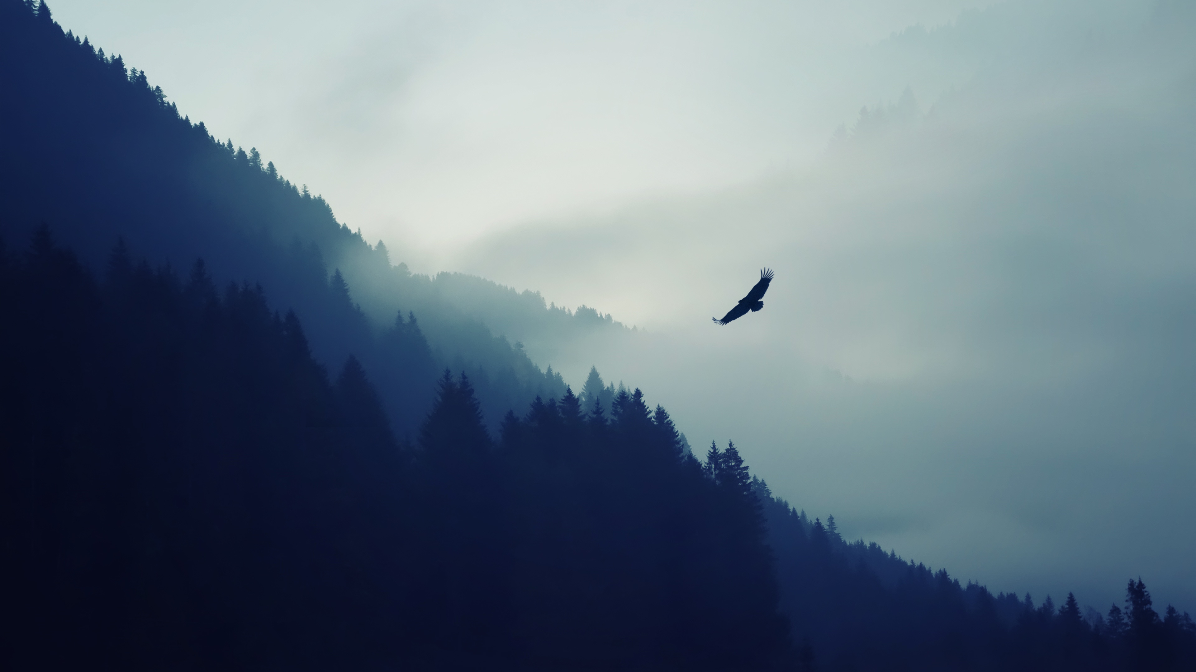 Eagle Wallpaper 4K, Foggy, Mist, Mountain, Trees