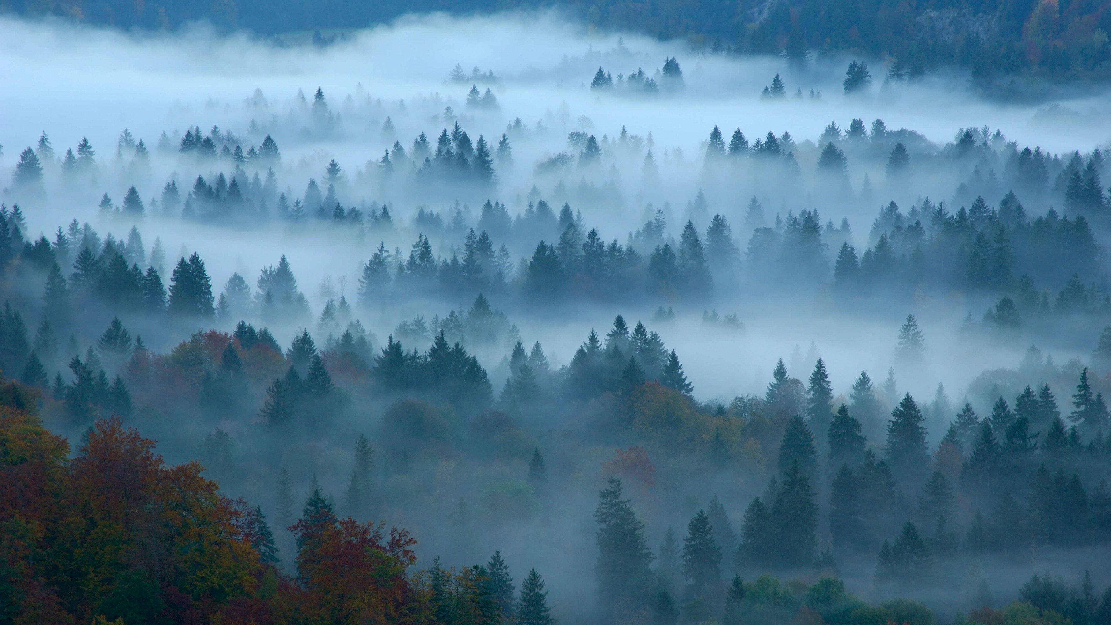 Wallpaper fog, forest, Bing, Microsoft, 4K, OS