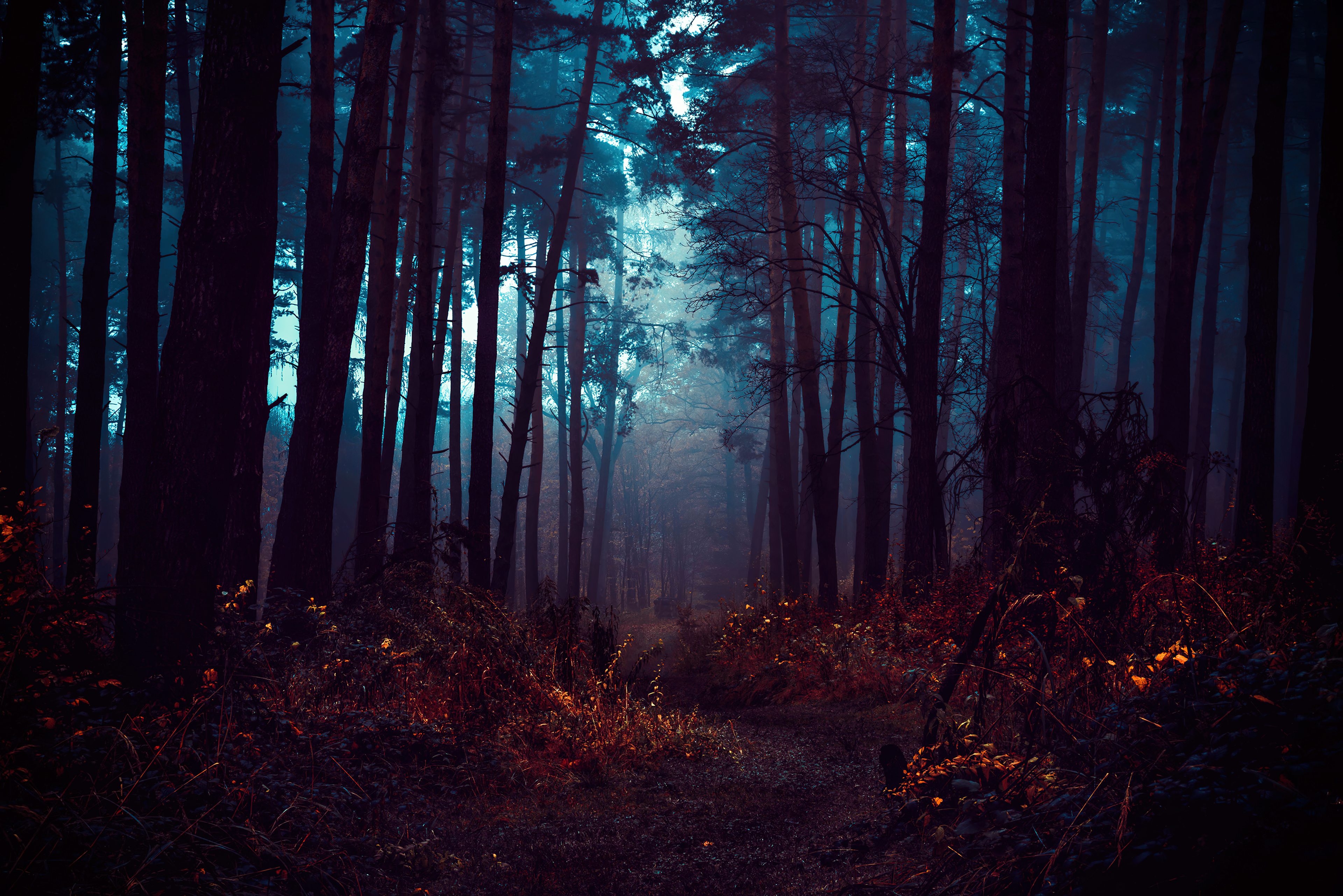 Forest Wallpaper 4K, Fog, Morning, Dark, Path, Autumn