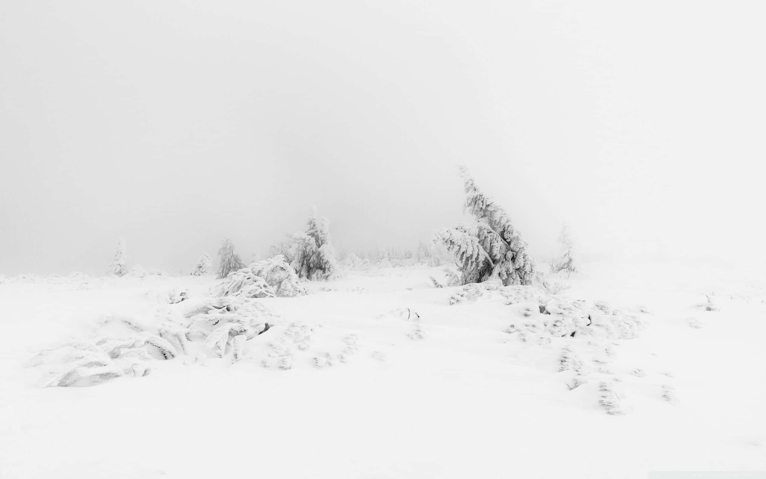 Download A Peaceful White Aesthetic Background
