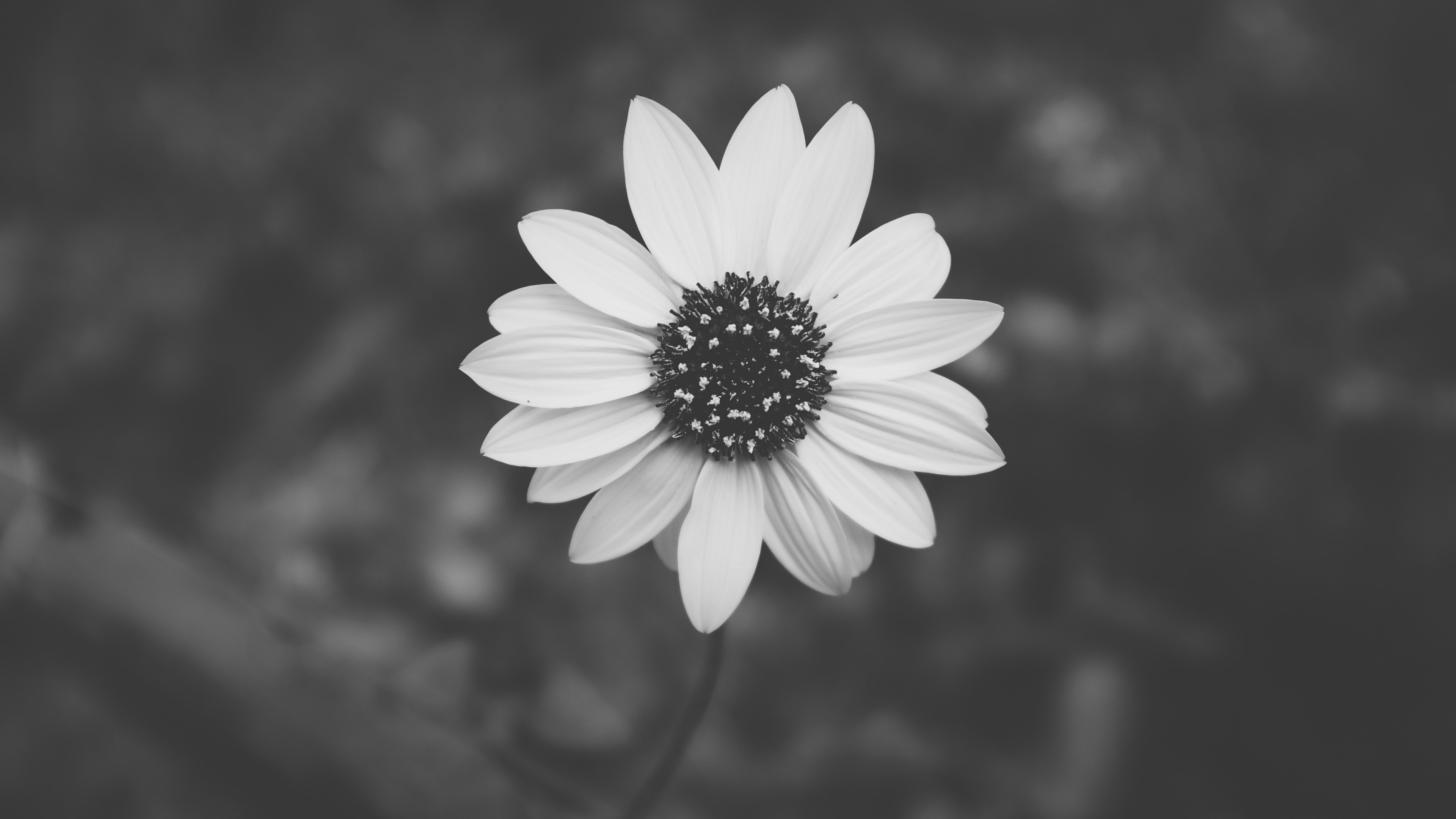 Wallpaper / a black and white overhead shot of a bright flower, top view of a white flower in black and white 4k wallpaper free download