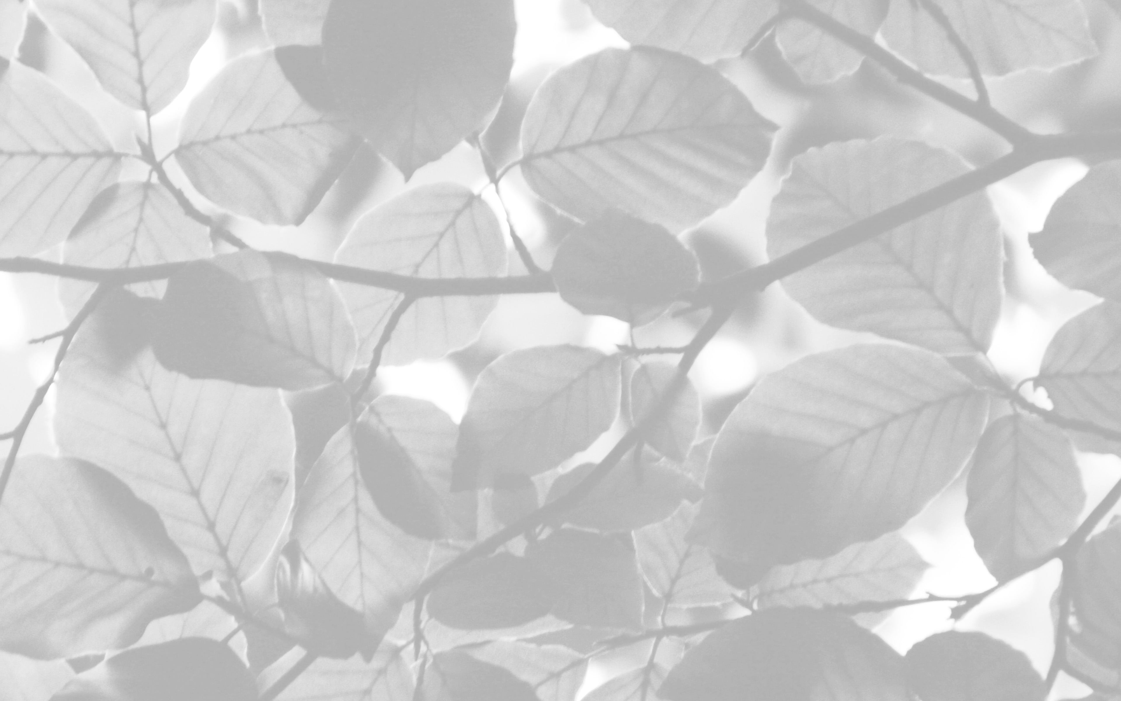 wallpaper for desktop, laptop. tree blossom nature leaf green white bw