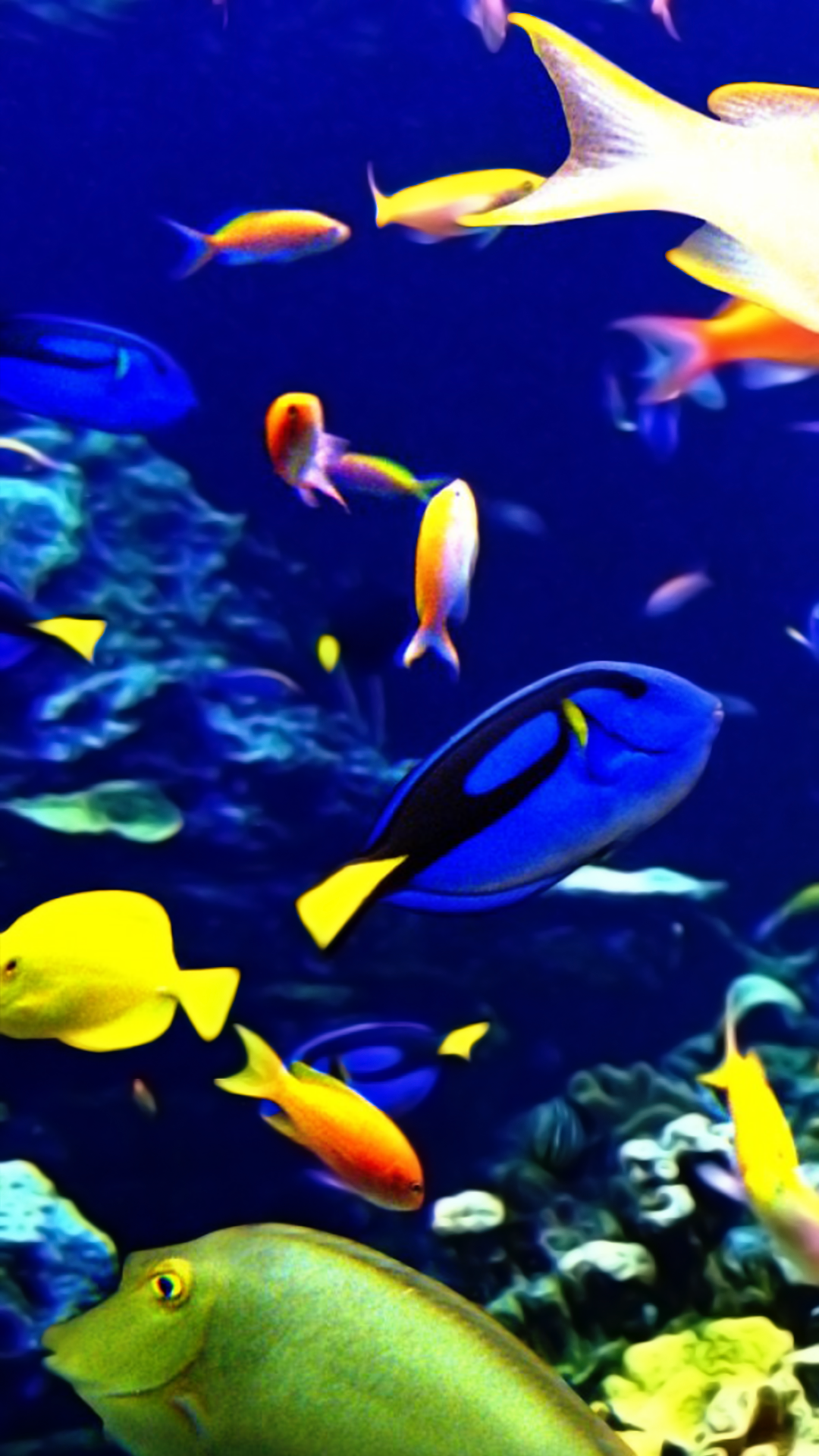 Tropical Fish iPhone 13 Pro Max Wallpaper