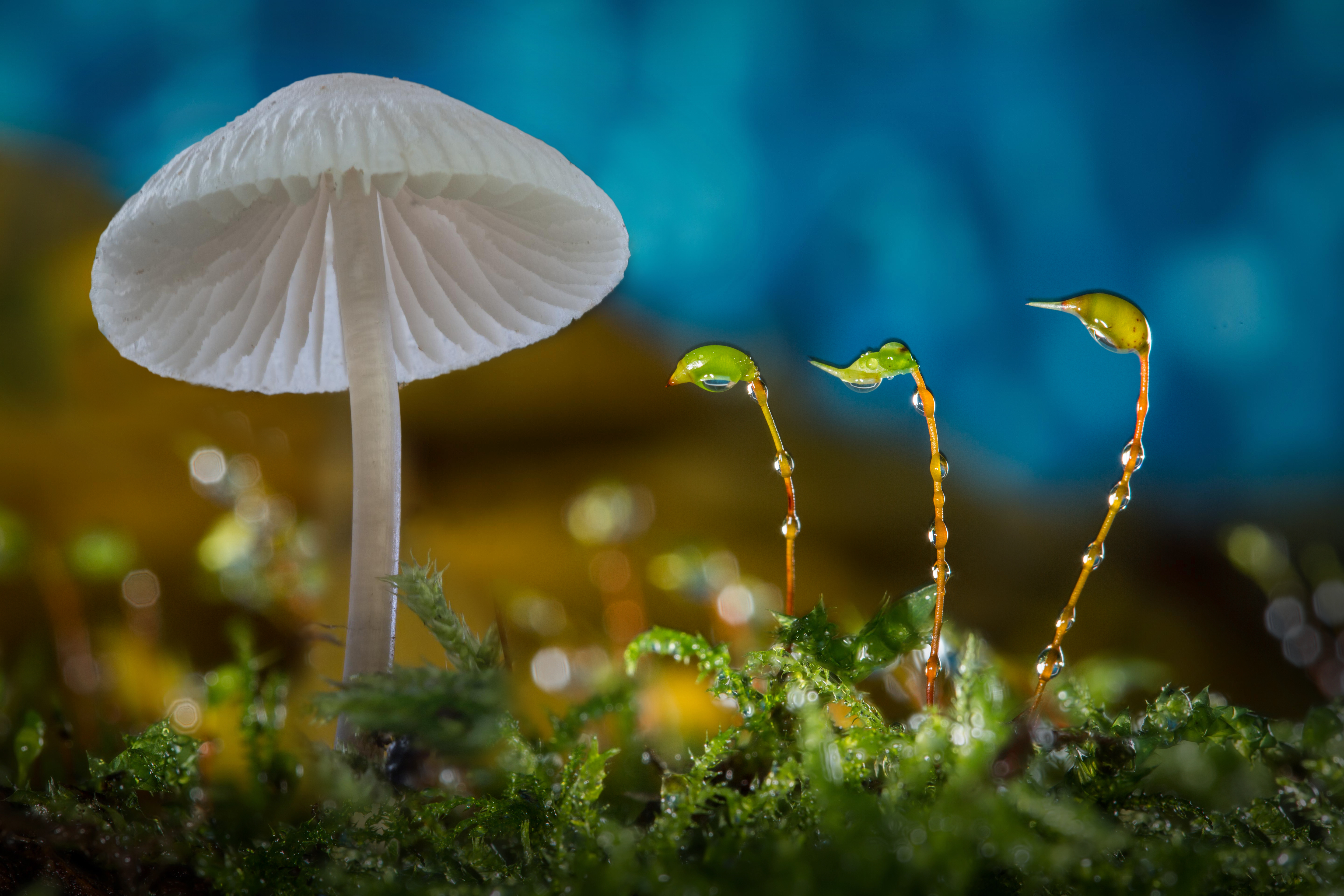 4K Mushroom Wallpaper and Background Image
