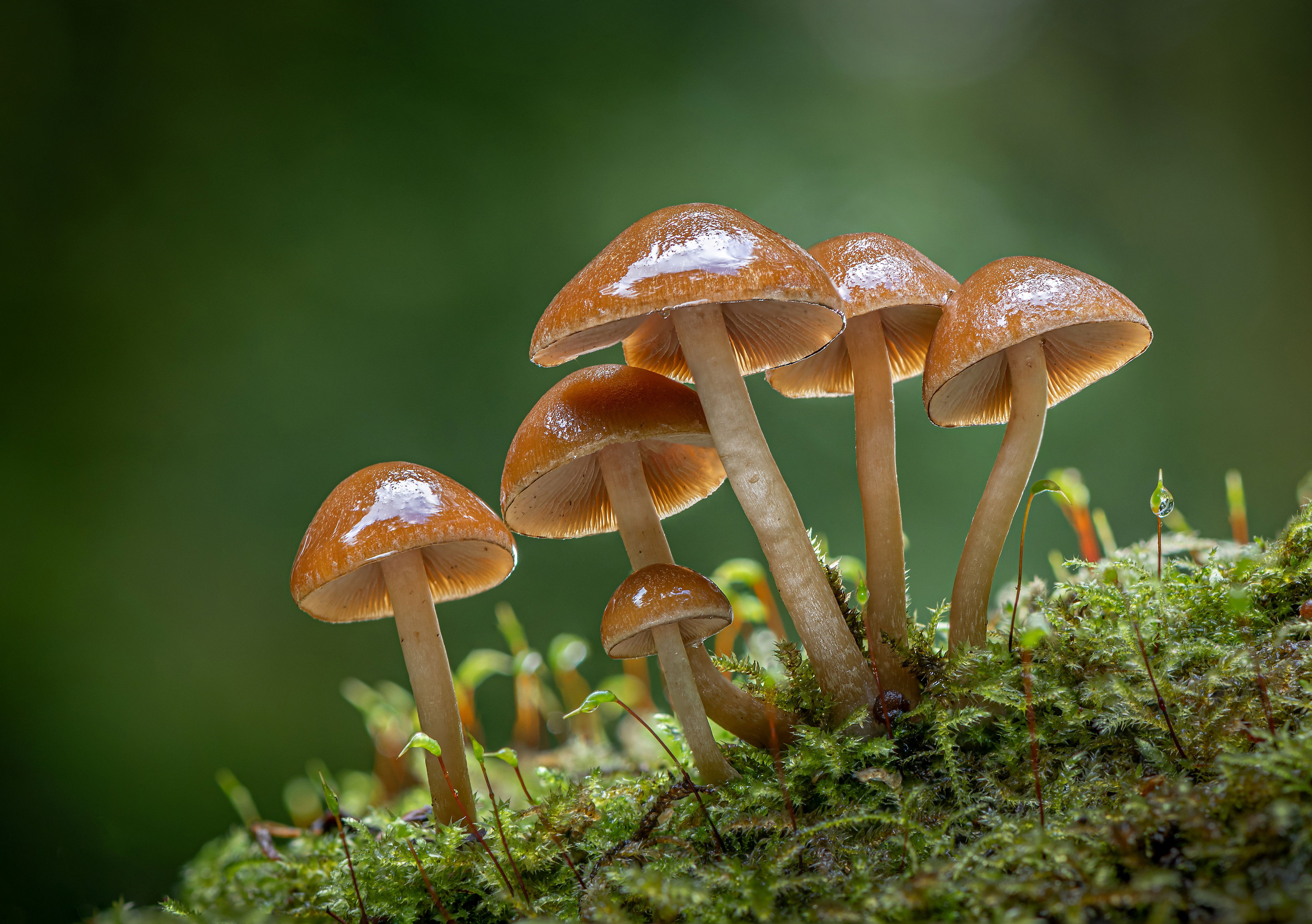 Mushroom 4K, Nature Gallery HD Wallpaper