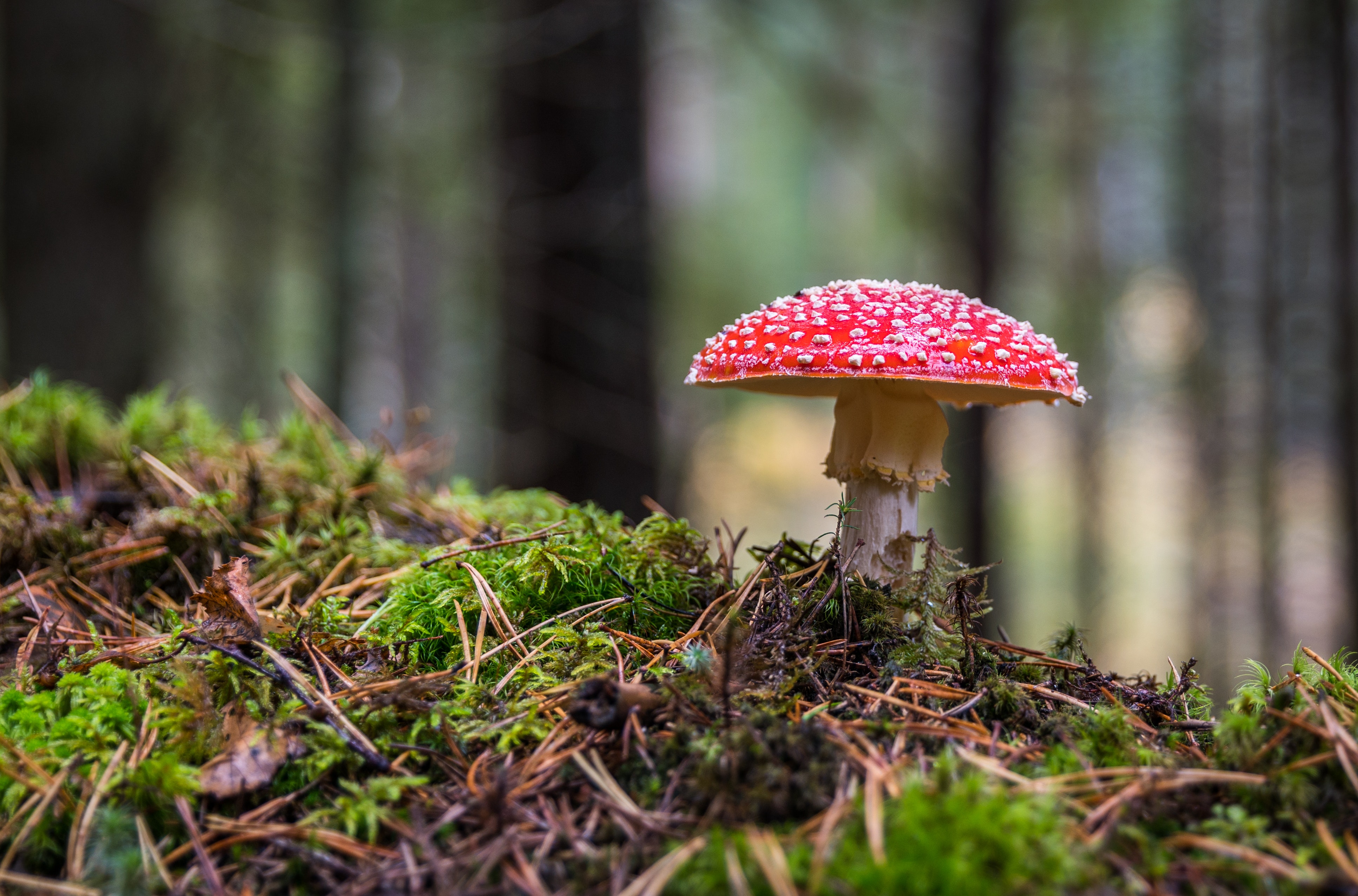 Mushroom Photo, Download The BEST Free Mushroom & HD Image