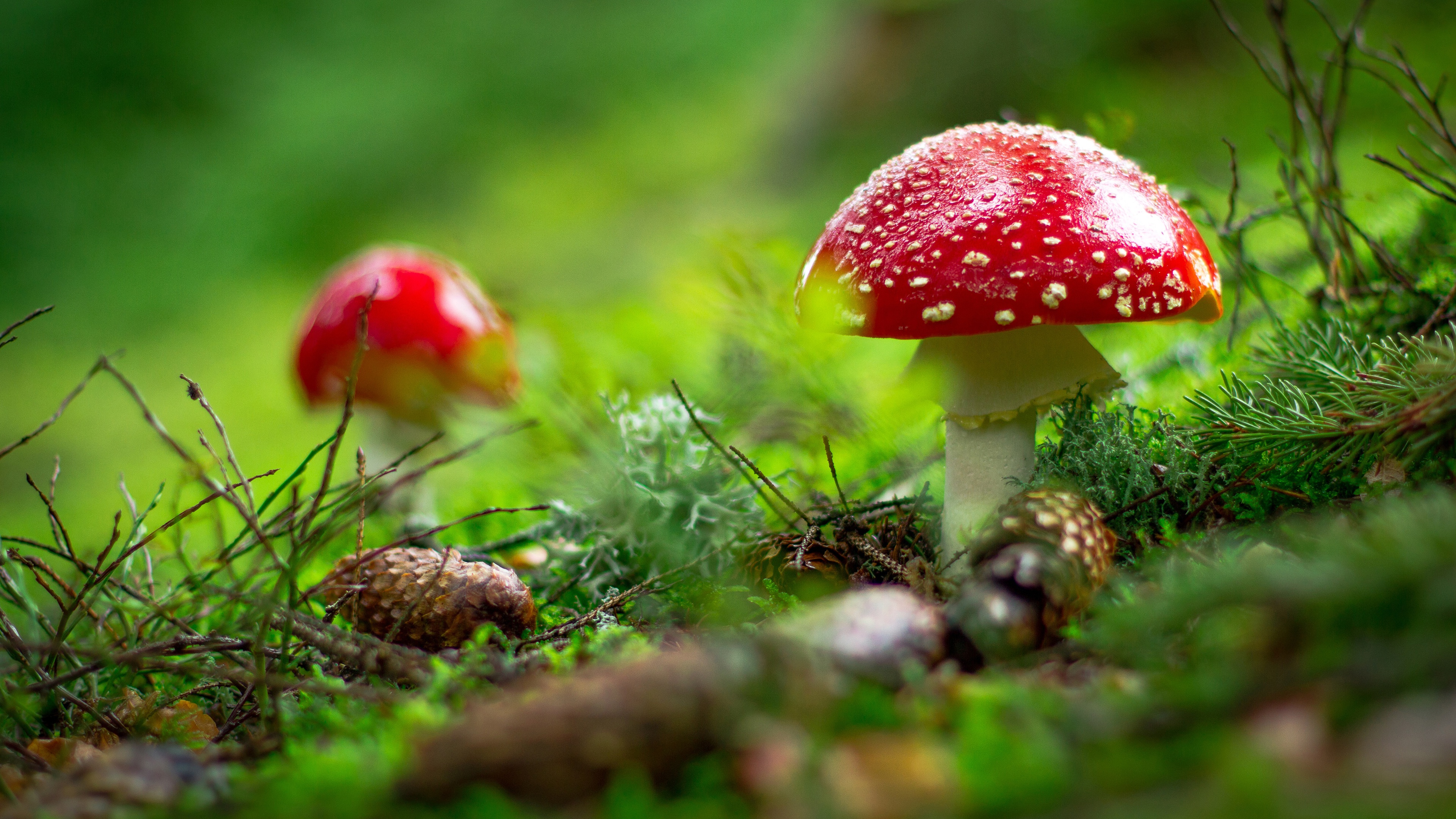 Nature Mushroom 4k Ultra HD Wallpaper