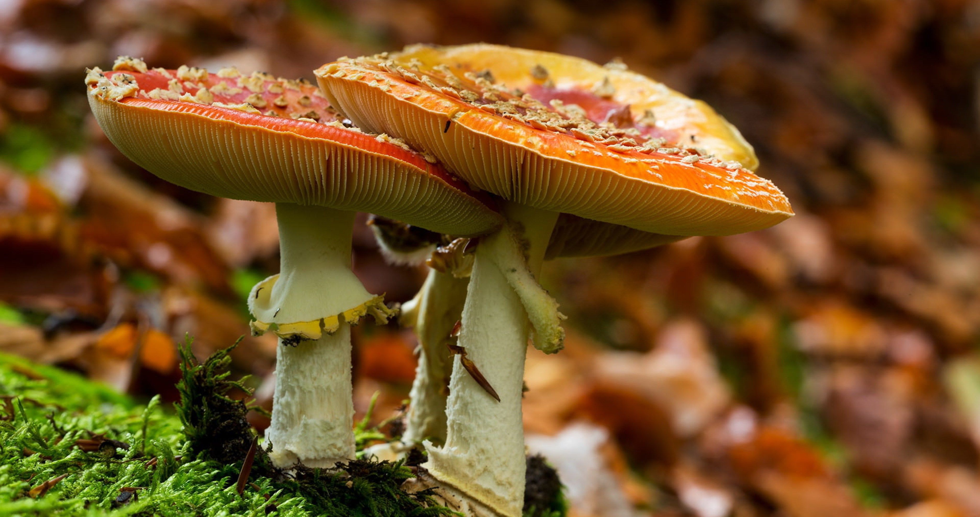 Free download beautiful mushrooms 4k ultra HD wallpaper ololoshenka [4096x2160] for your Desktop, Mobile & Tablet. Explore Mushrooms Wallpaper. Mario Mushrooms Wallpaper, Magic Mushrooms Wallpaper, Mushrooms Wallpaper