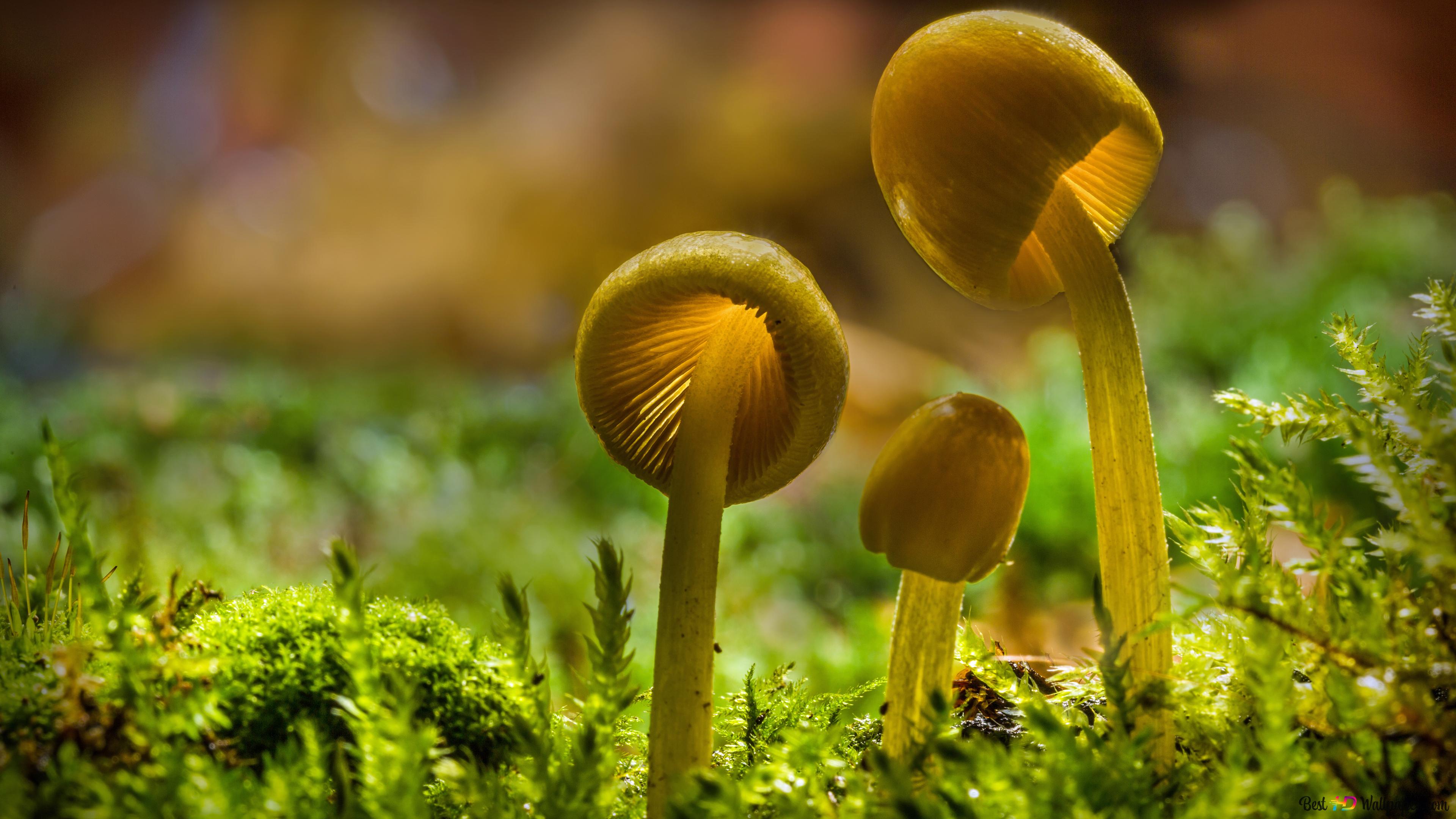 Yellow Mushroom 4K wallpaper download