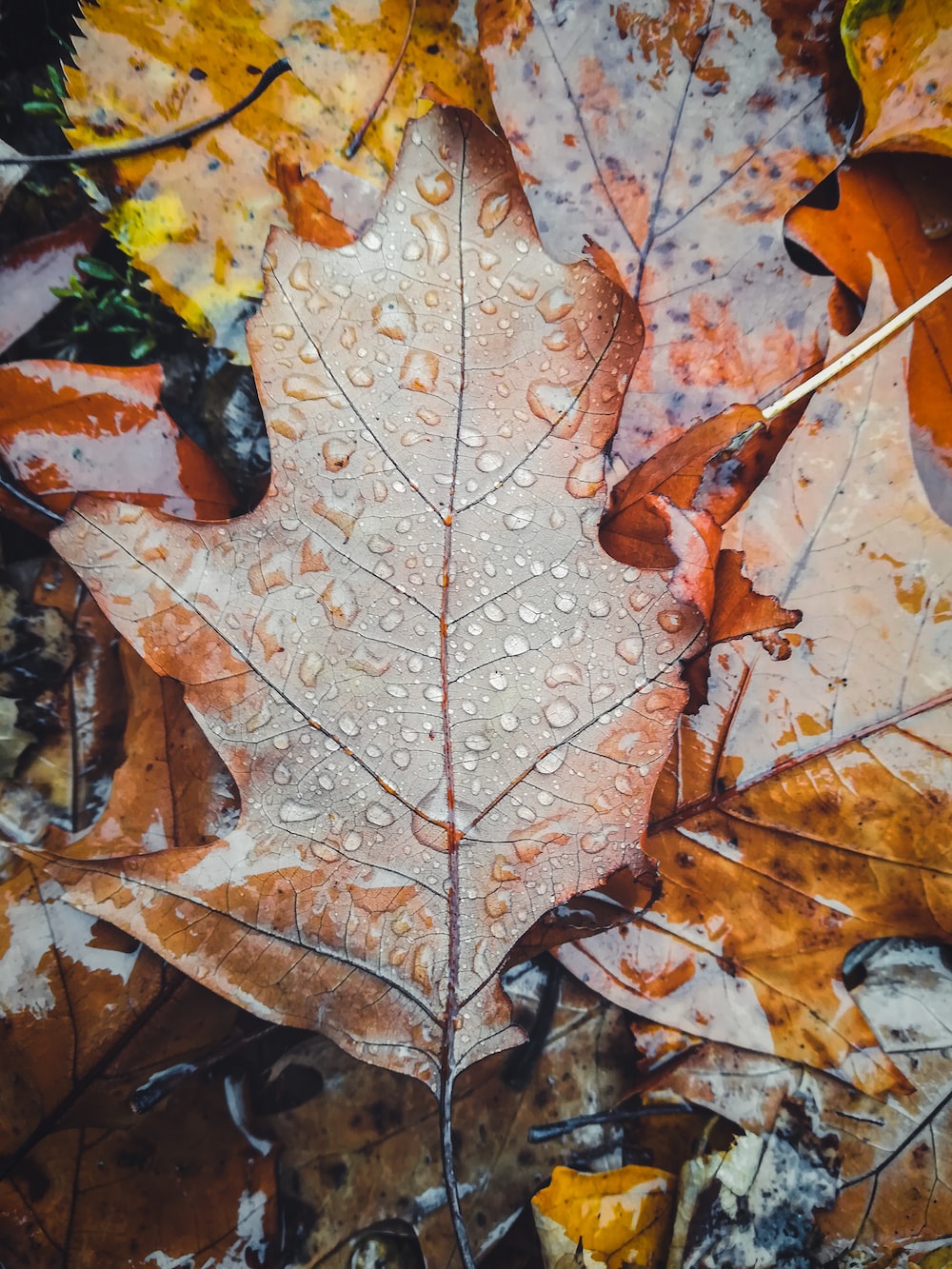 Autumn Rain Picture. Download Free Image