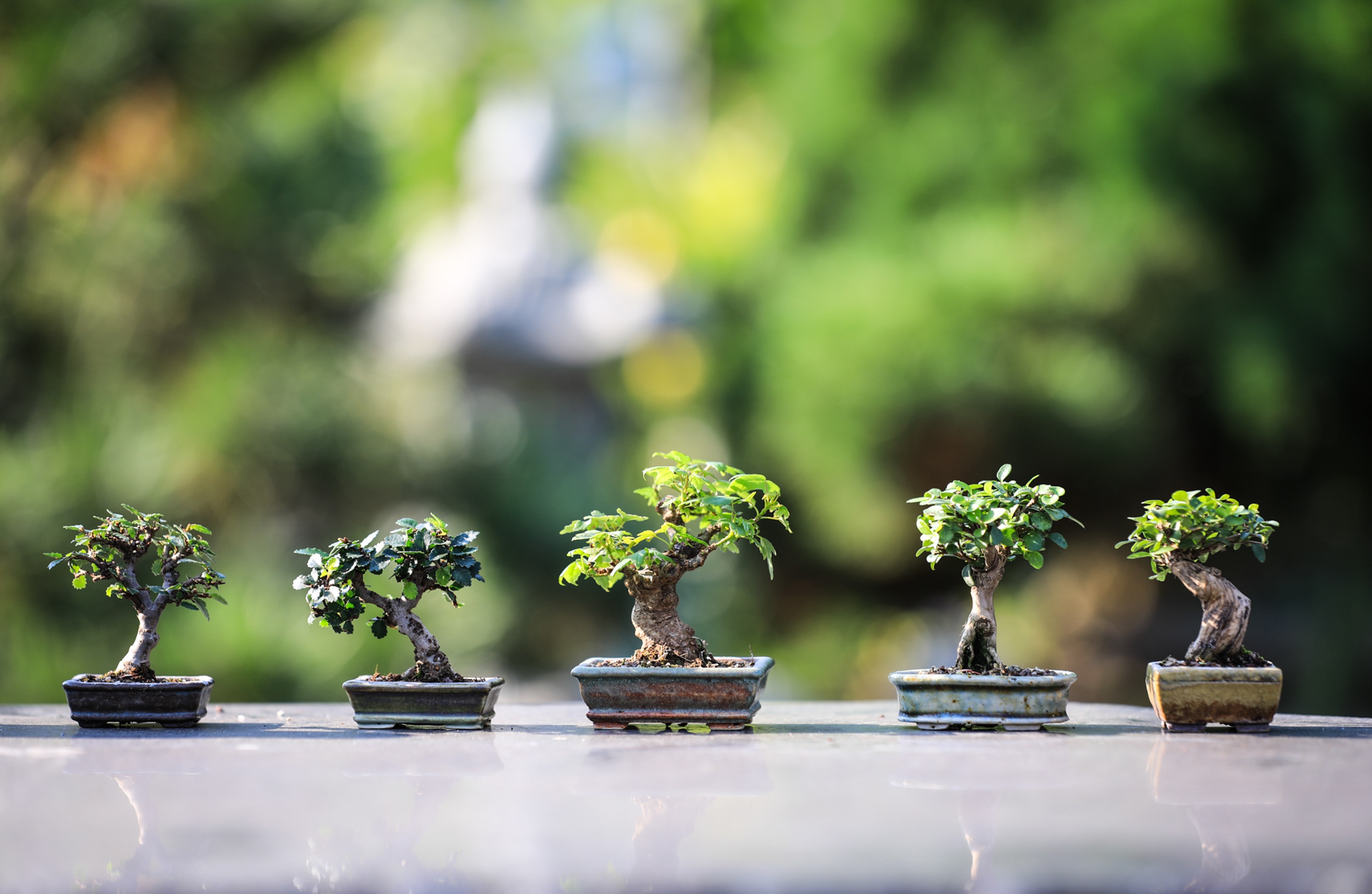 Bonsai HD Gallery HD Wallpaper