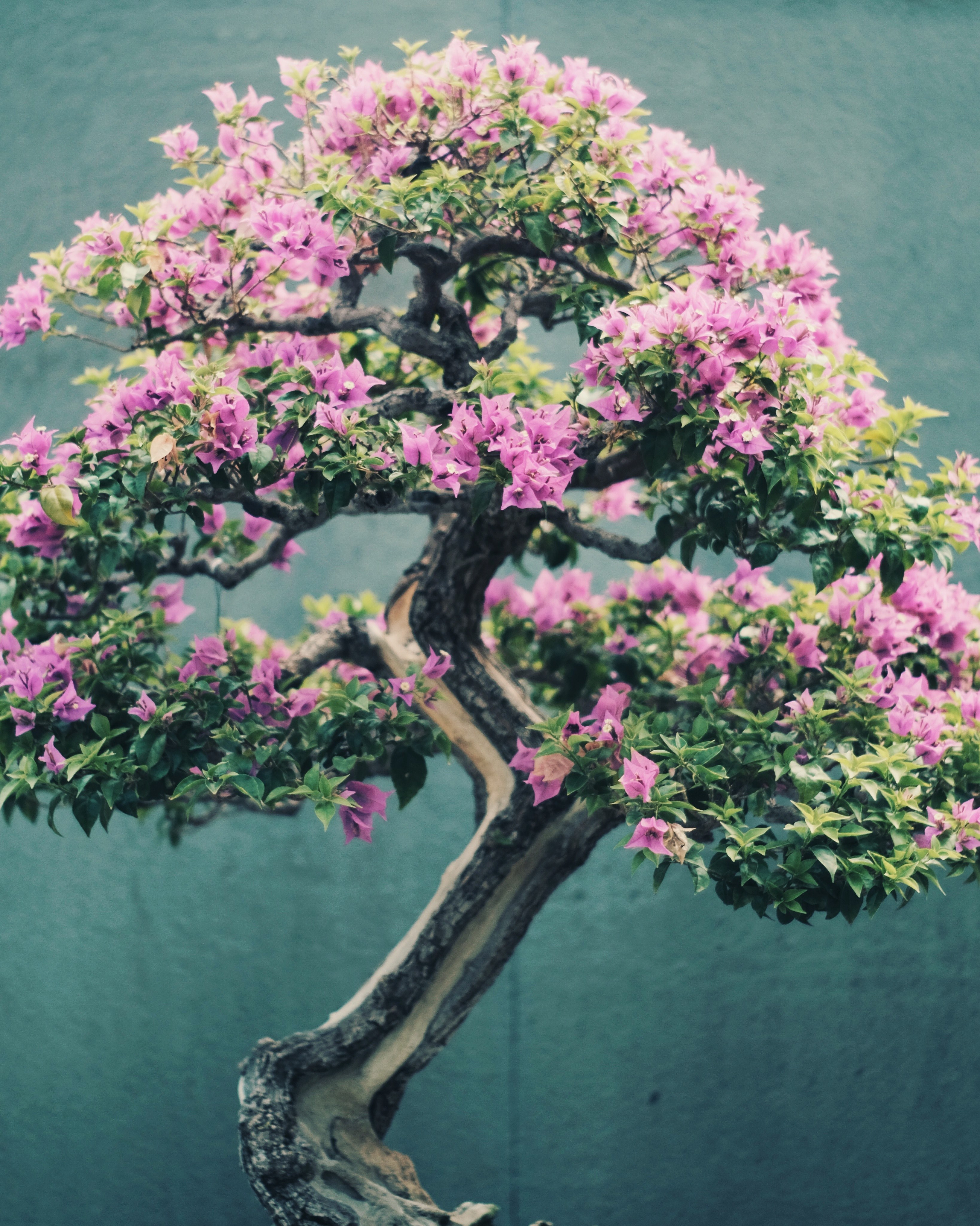 Wallpaper / beautuful nature bonsai tree and bonsai HD 4k wallpaper free download