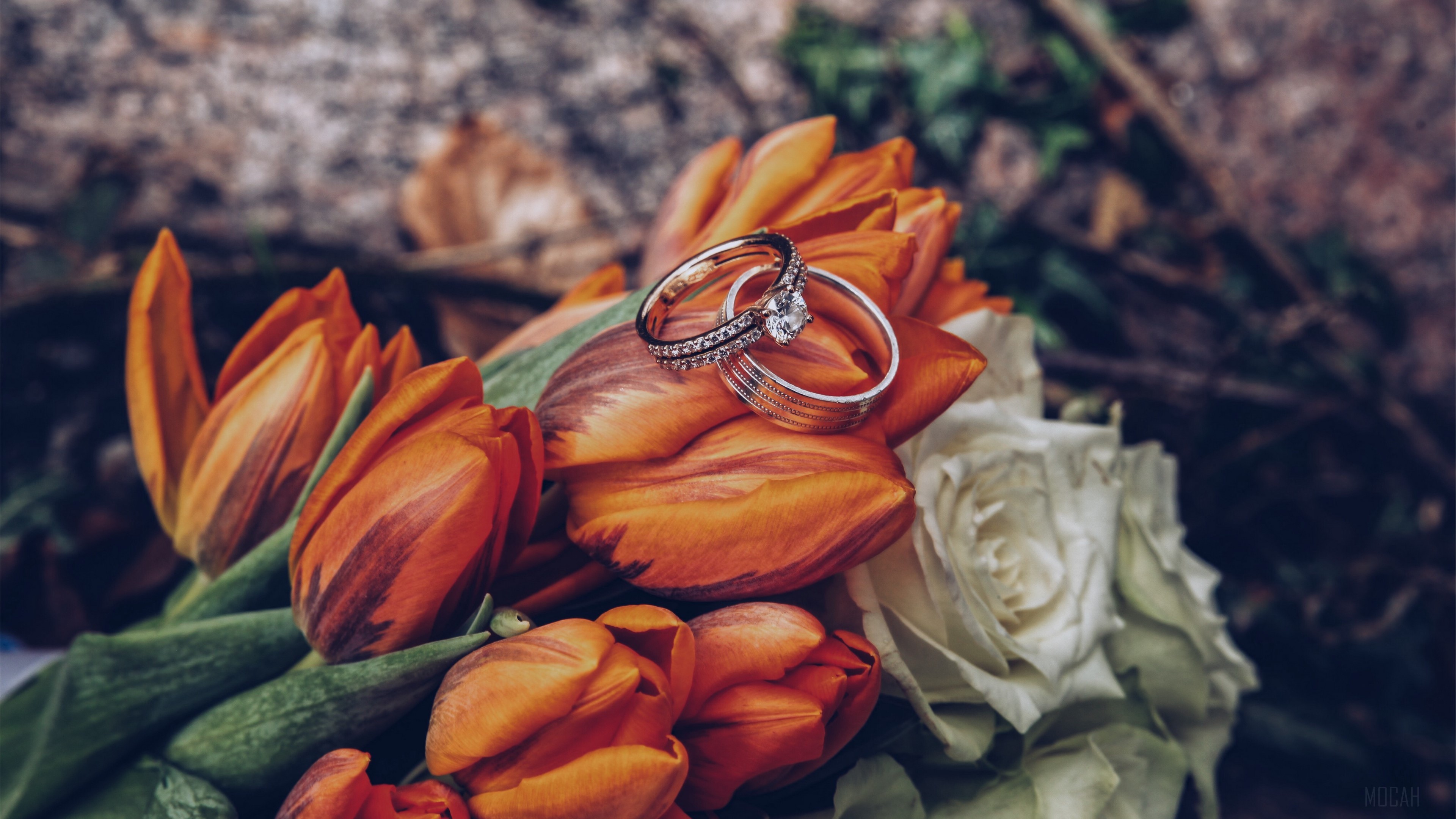 tulips, rings, flowers, romance, wedding 4k Gallery HD Wallpaper