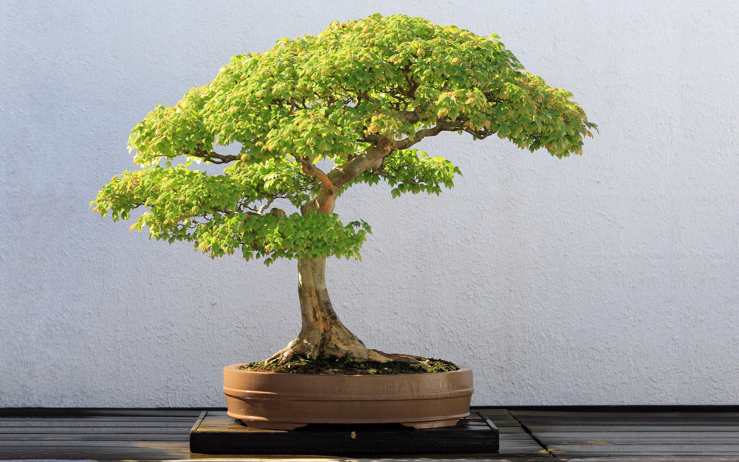 free high resolution wallpaper bonsai Gallery HD Wallpaper