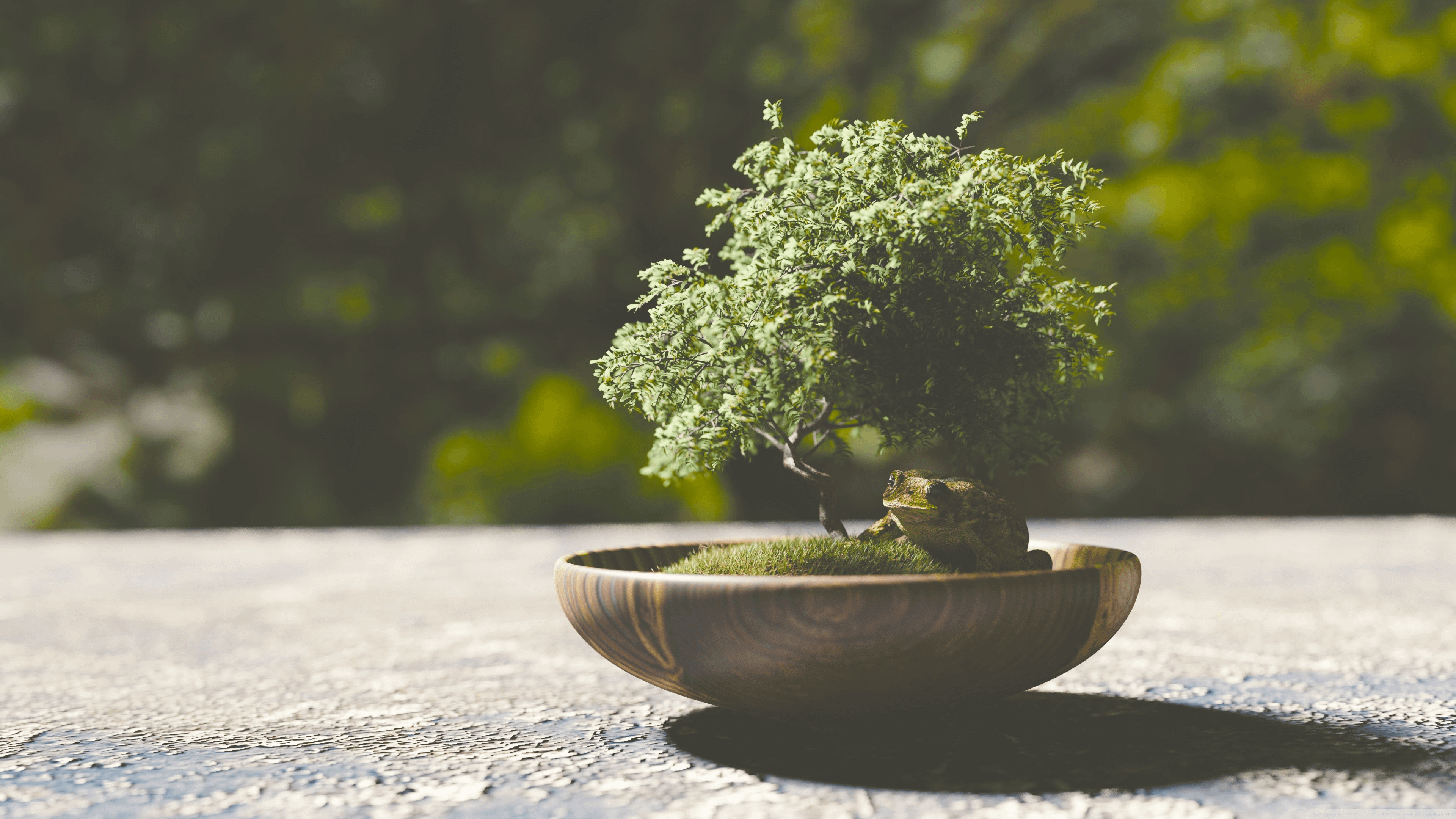 Tree Poaching or Bonsai Collecting? Where Does One Draw the Line? - Bonsai  Tree Gardener
