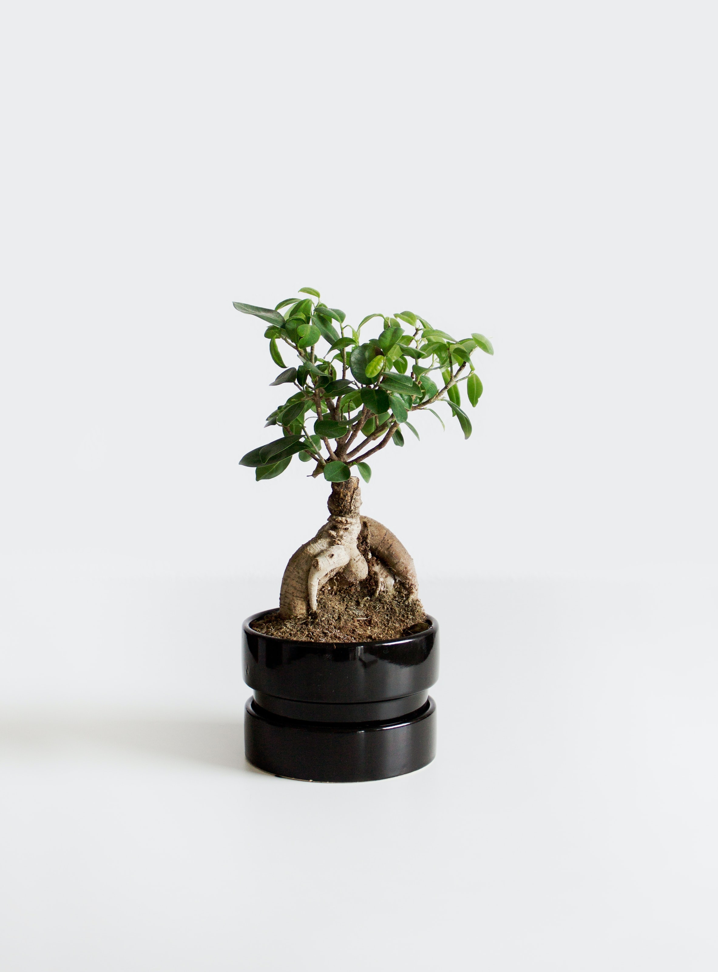 Bonsai Tree Photo, Download The BEST Free Bonsai Tree & HD Image