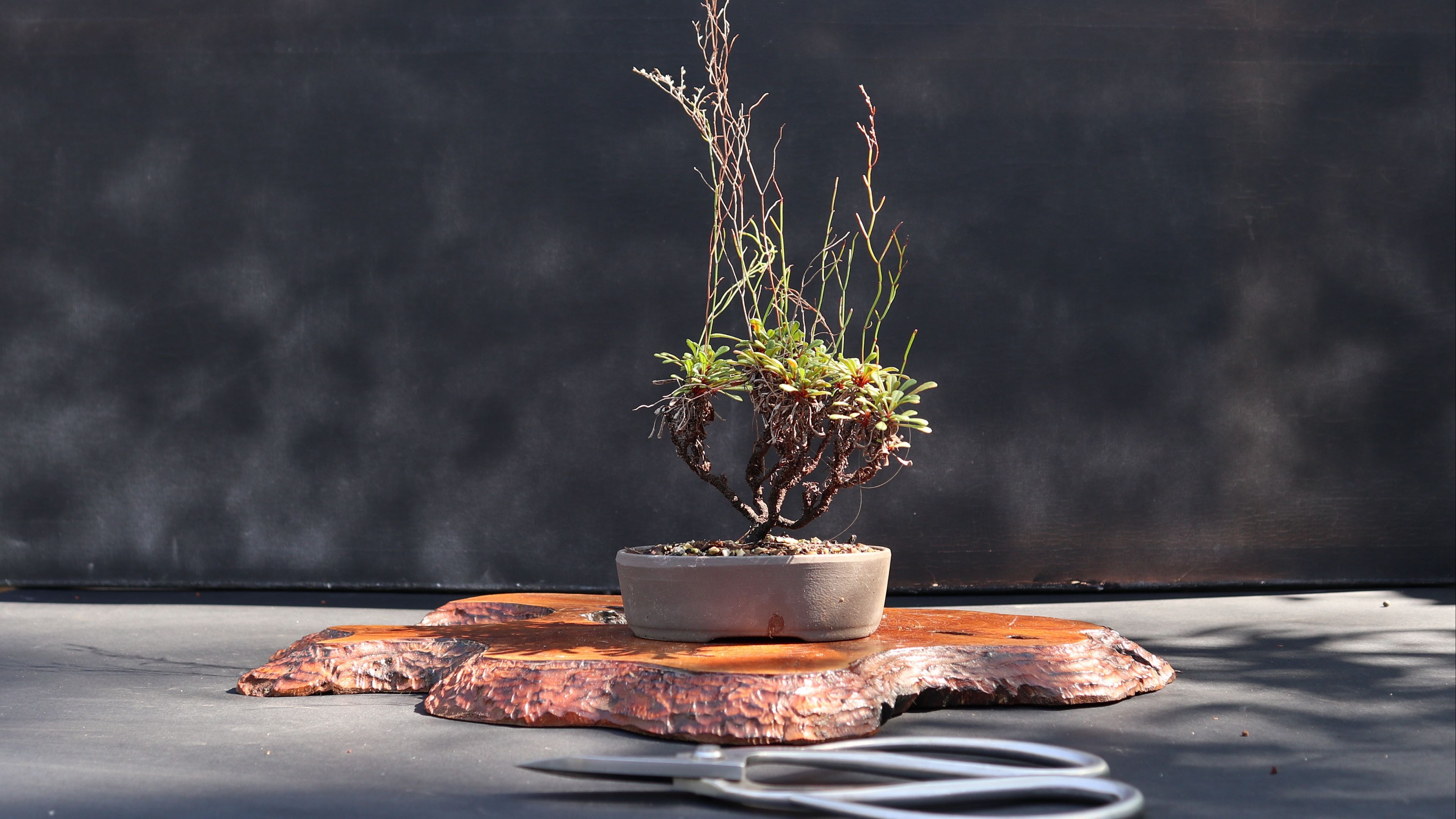 Download wallpaper 3840x2160 bonsai, tree, floristry 4k uhd 16:9 HD background