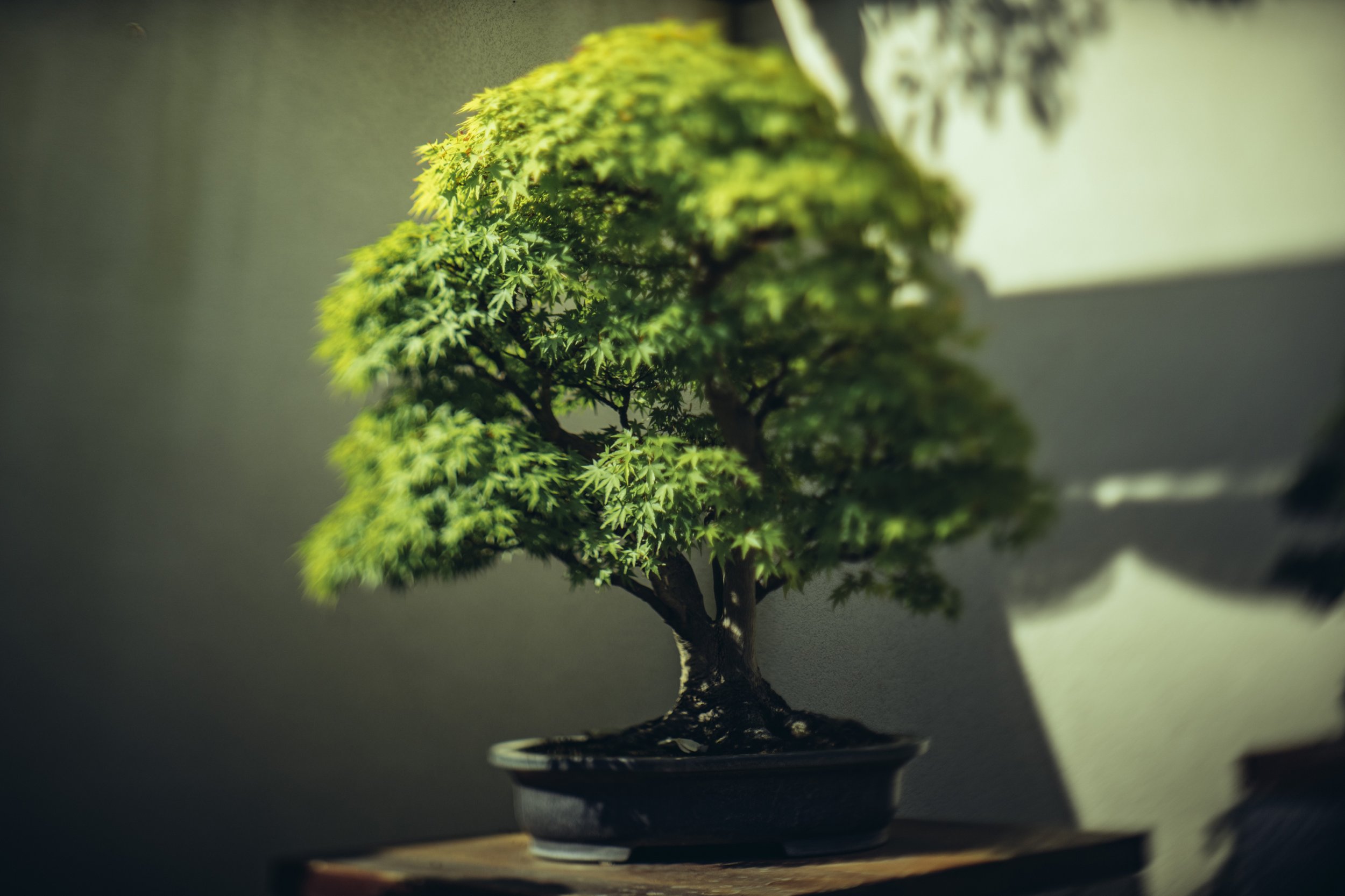 Photographing Bonsai