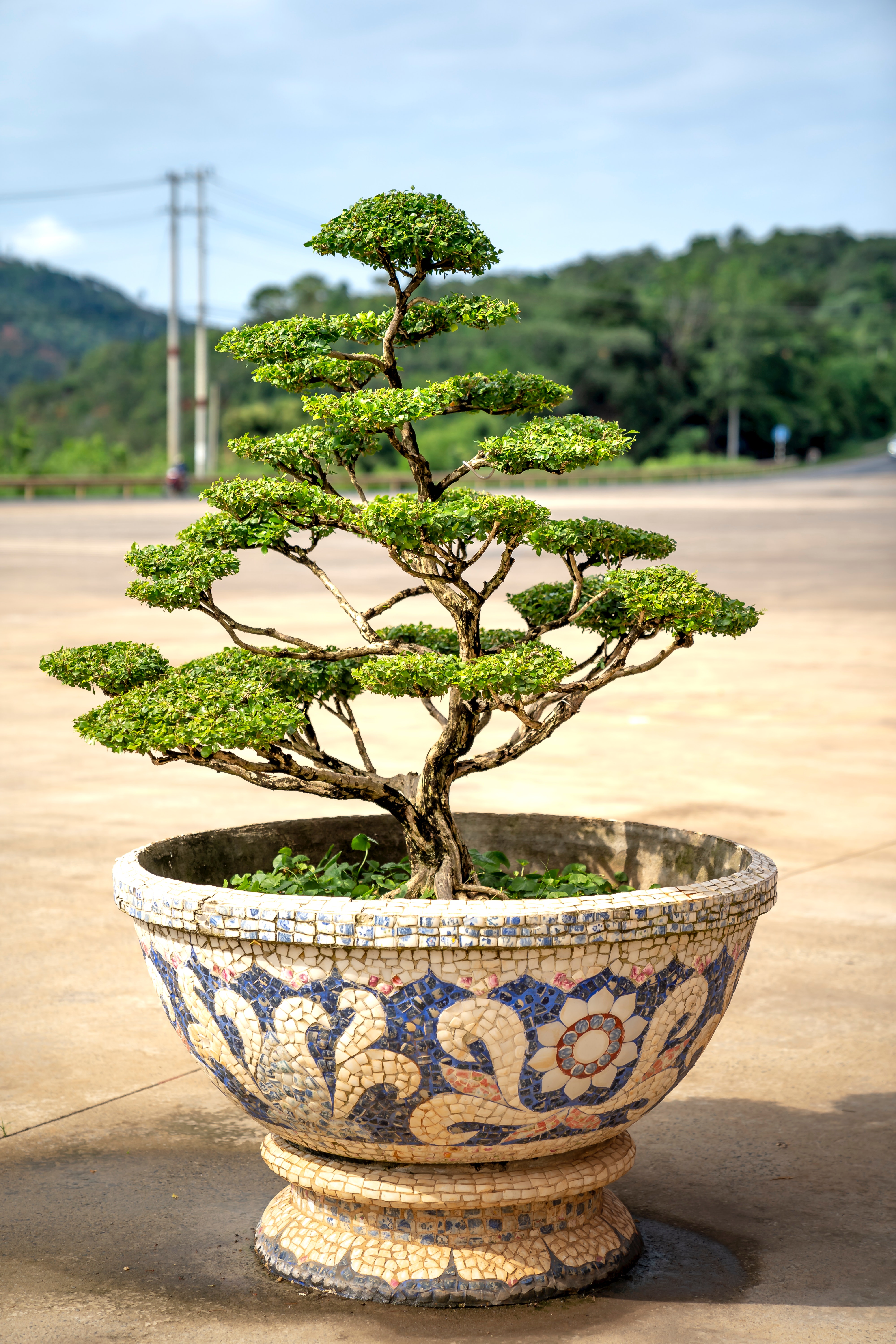 Bonsai Tree Photo, Download The BEST Free Bonsai Tree & HD Image