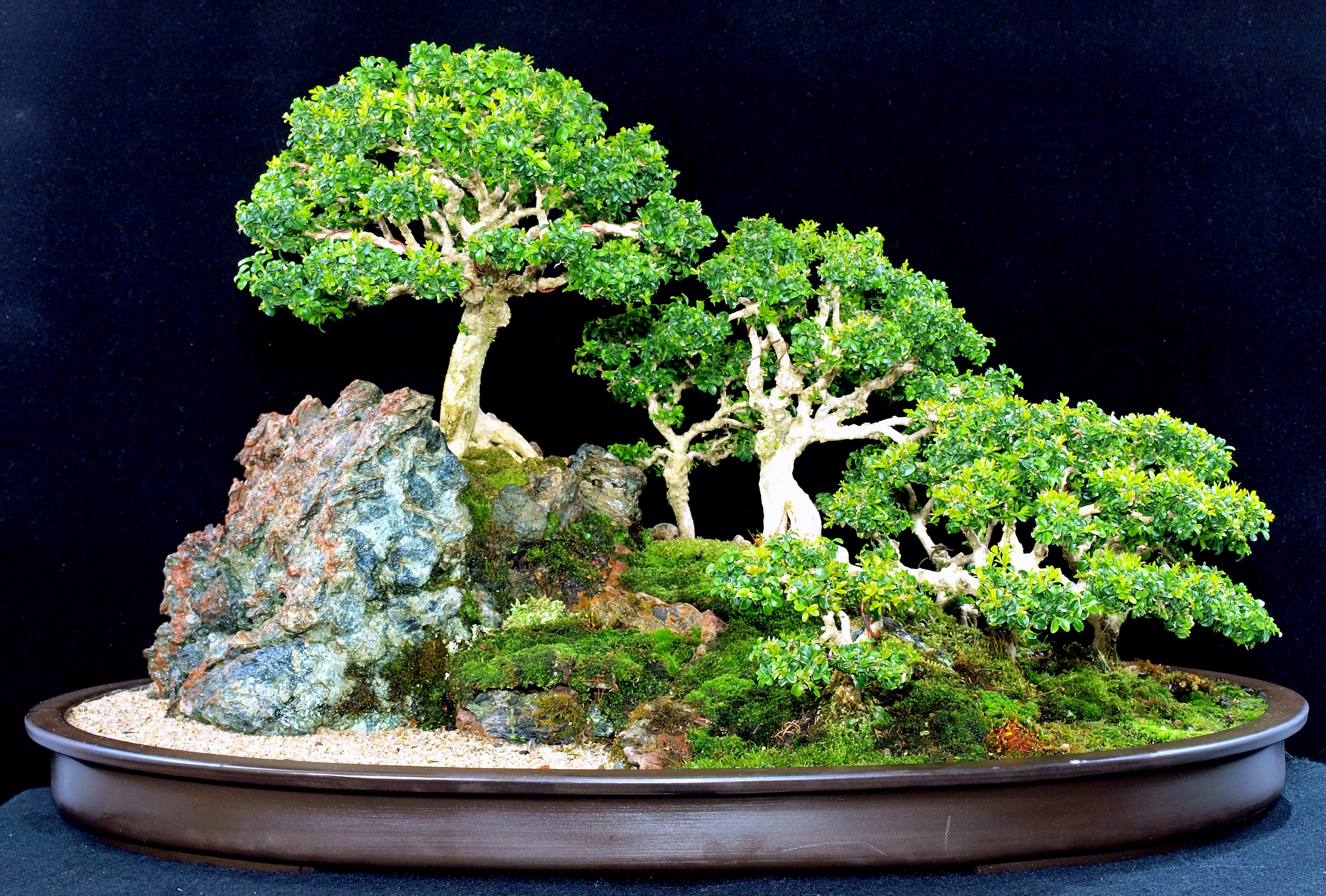 Widescreen Wallpaper: bonsai Gallery HD Wallpaper