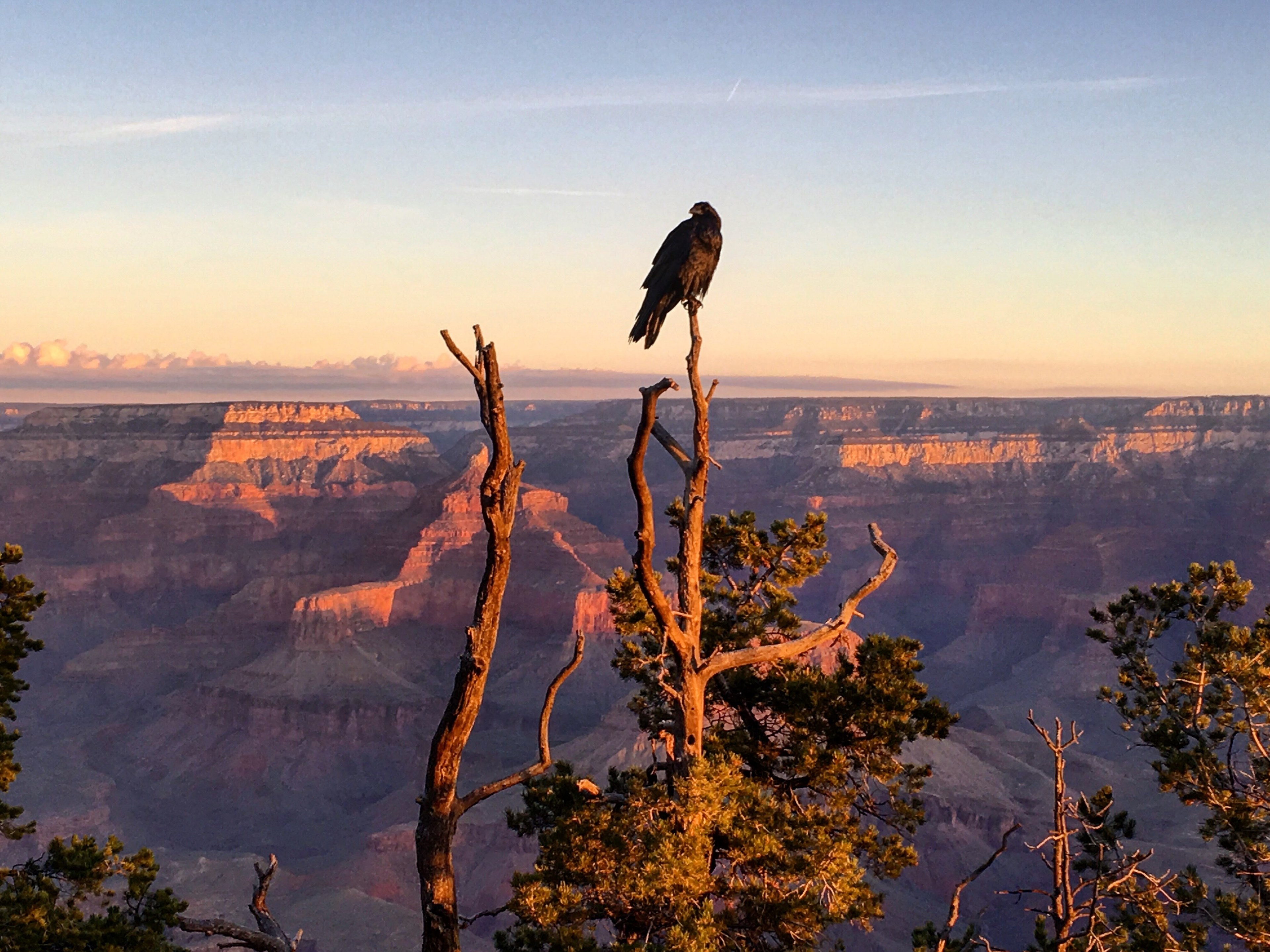 Wallpaper / bird at the grand canyon 4k wallpaper free download