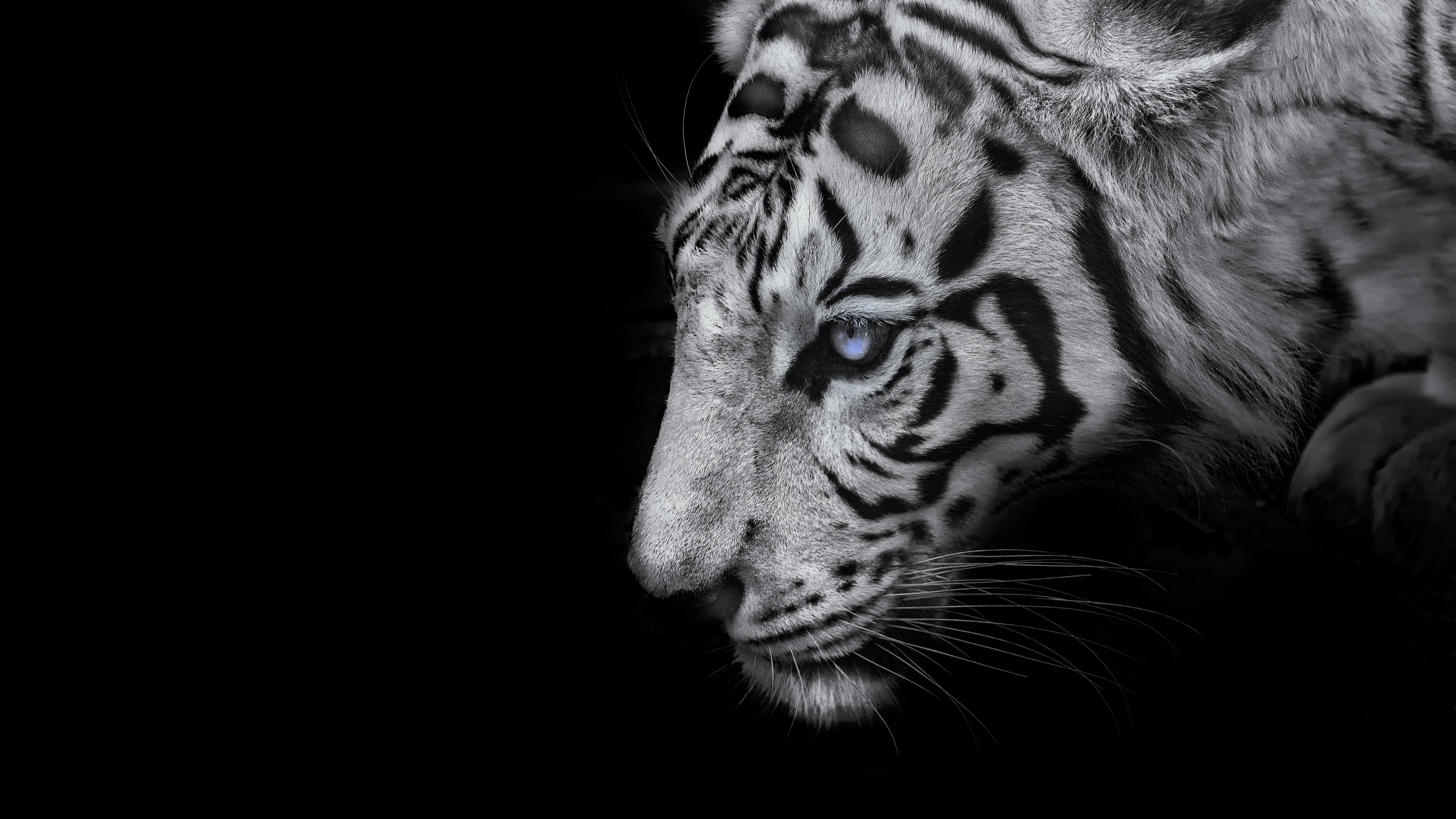 White tiger Wallpaper 4K, Black background, 5K
