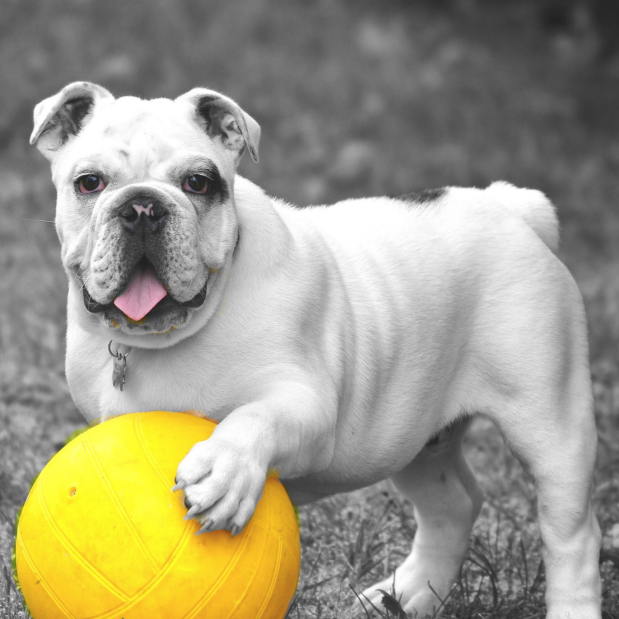 4K Cute Dog Wallpaper