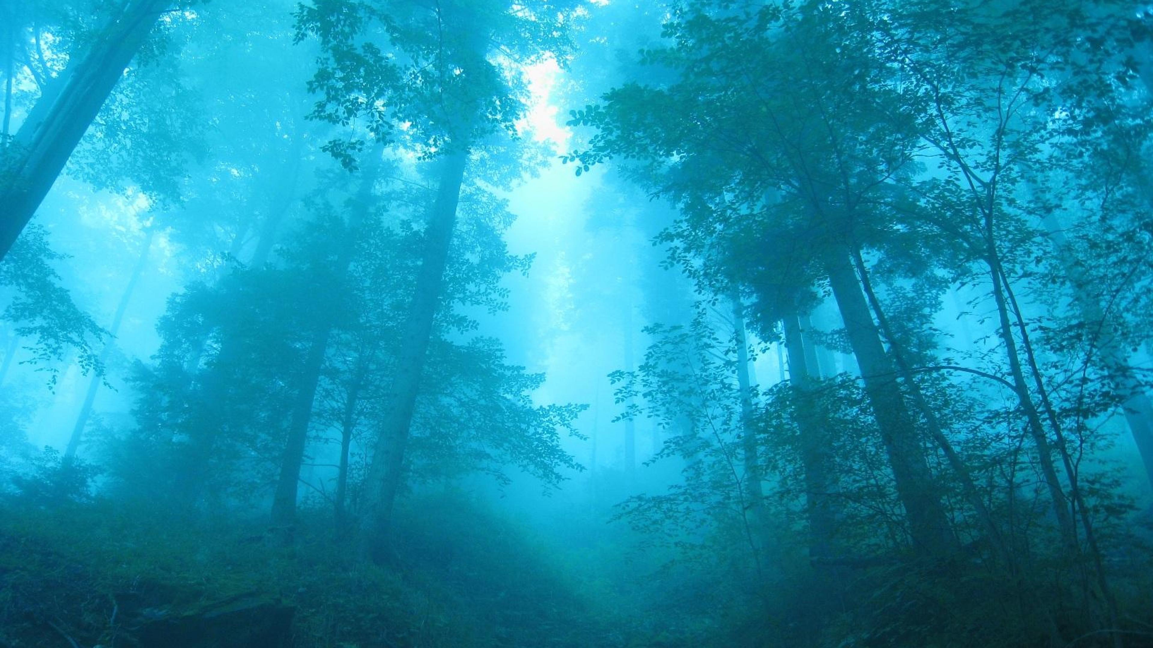 Wallpaper 4k Fog In Forest 4k Wallpaper