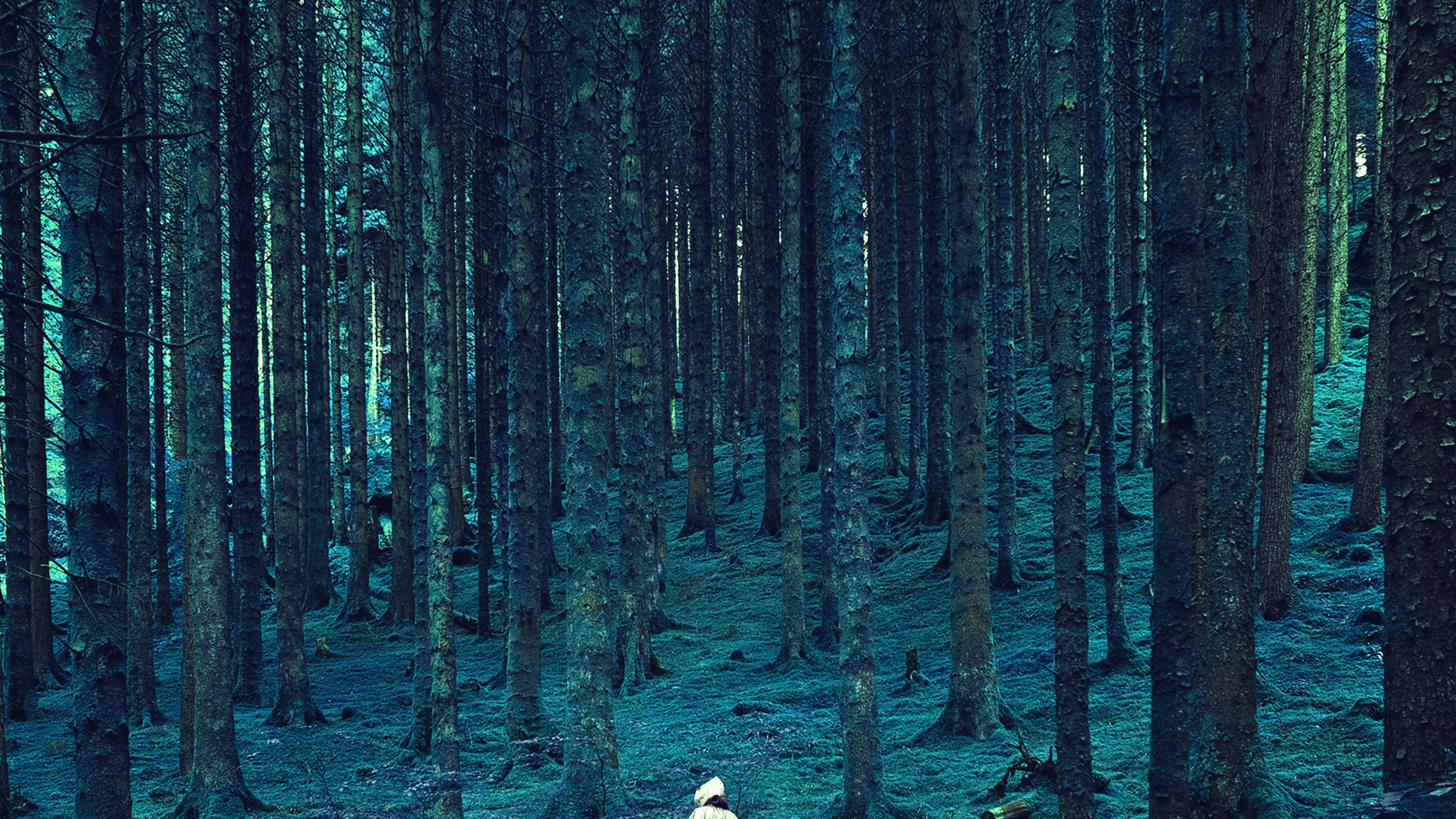 wallpaper for desktop, laptop. in wood forest blue mountain nature