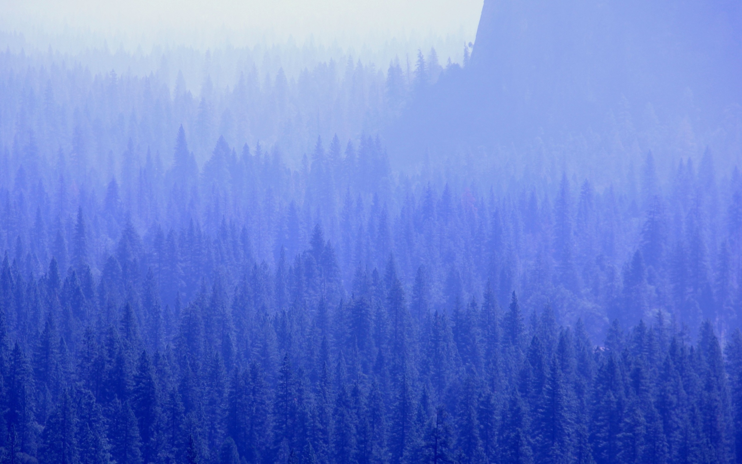 Wallpaper 4k Forest Trees Blue Tone 4k Wallpaper