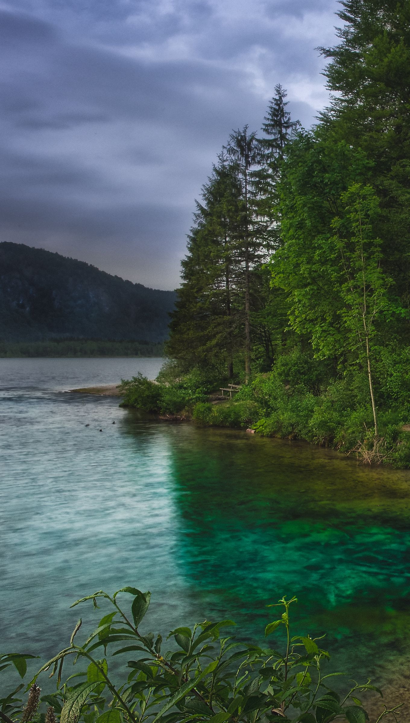Forest next to blue lake Wallpaper 4k for iPhone and Mobile Phone