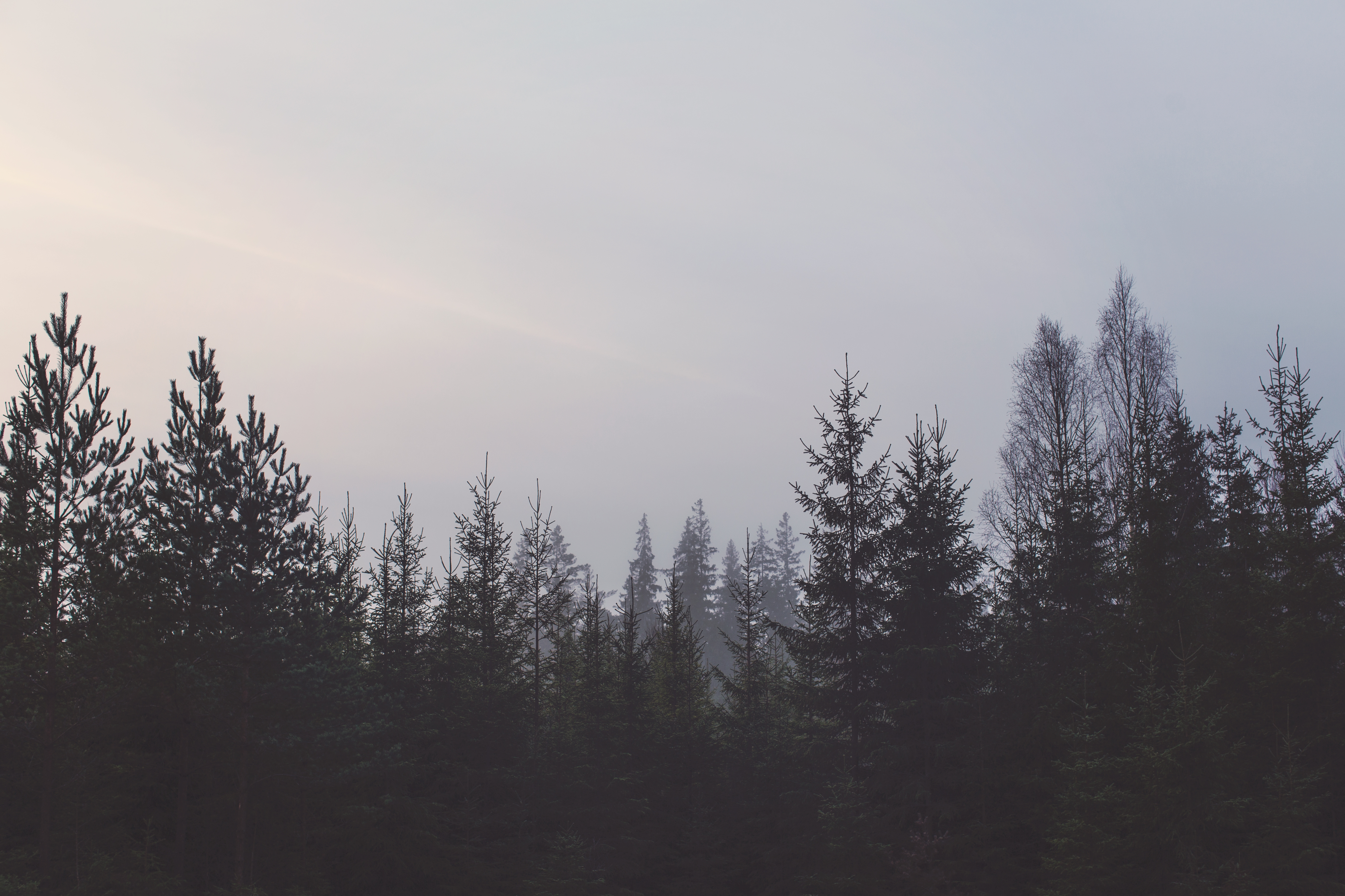 Black Blue Forest Gray Pines Sky Trees 4K wallpaper